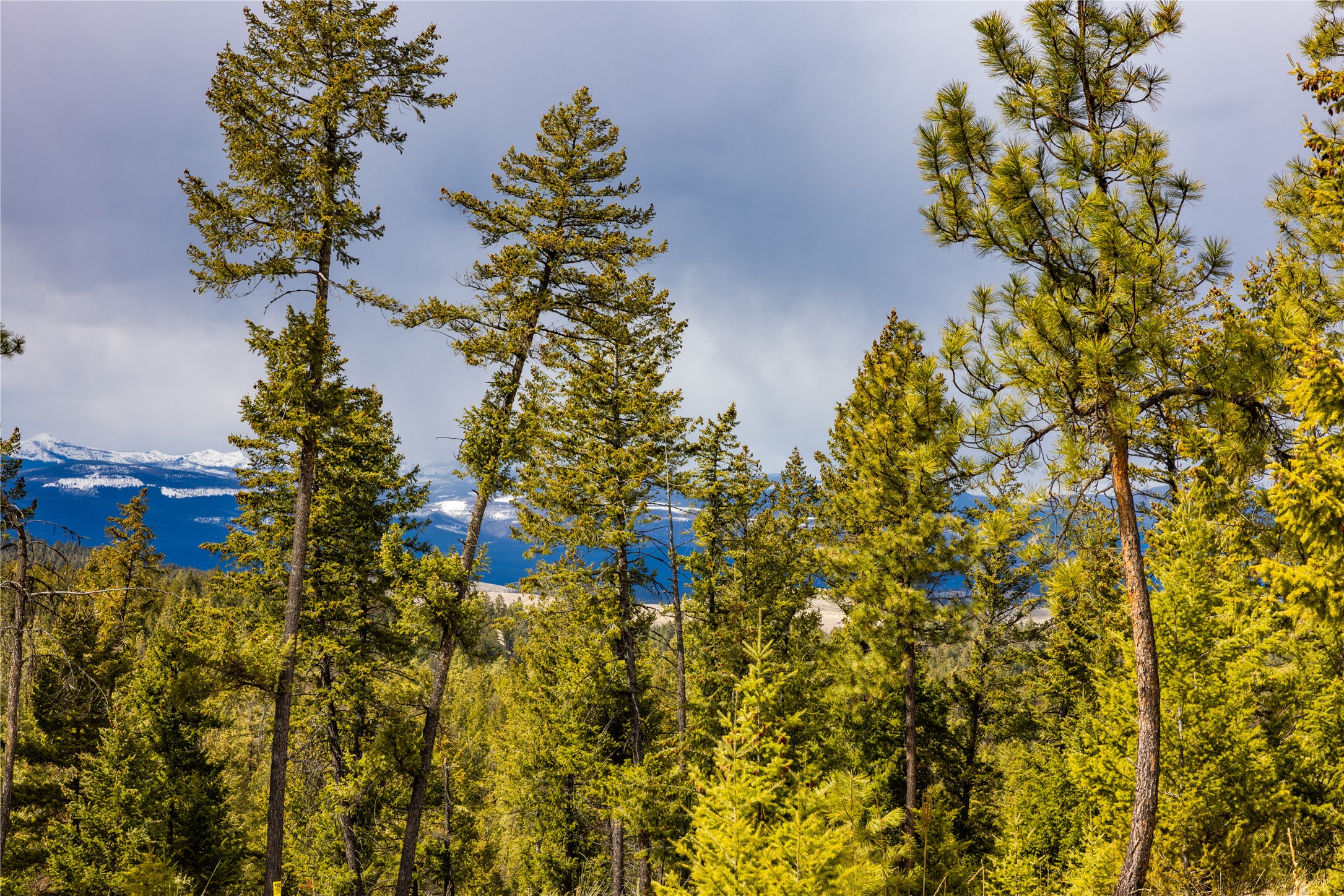 1243 Tobacco Valley View Road