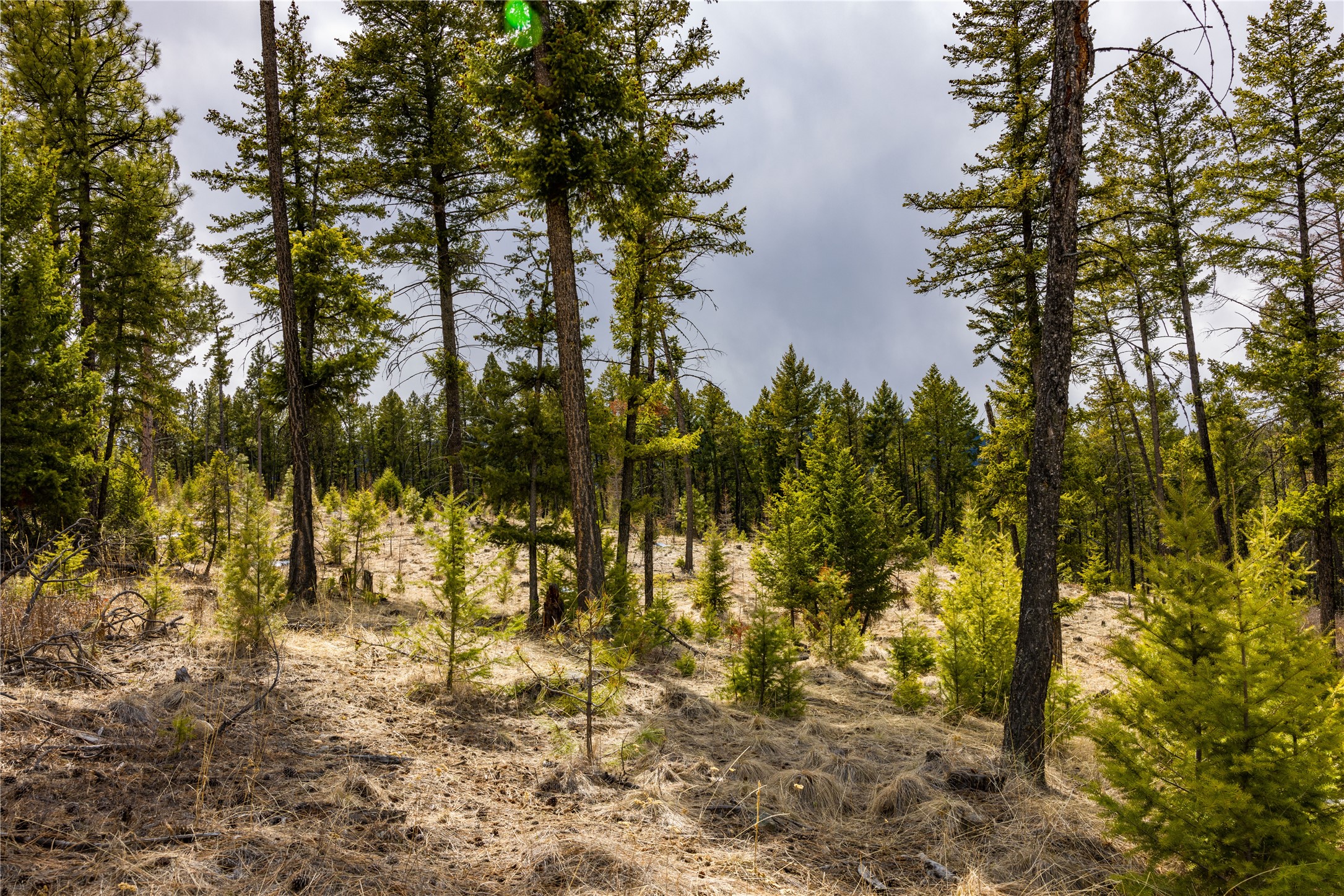 1243 Tobacco Valley View Road