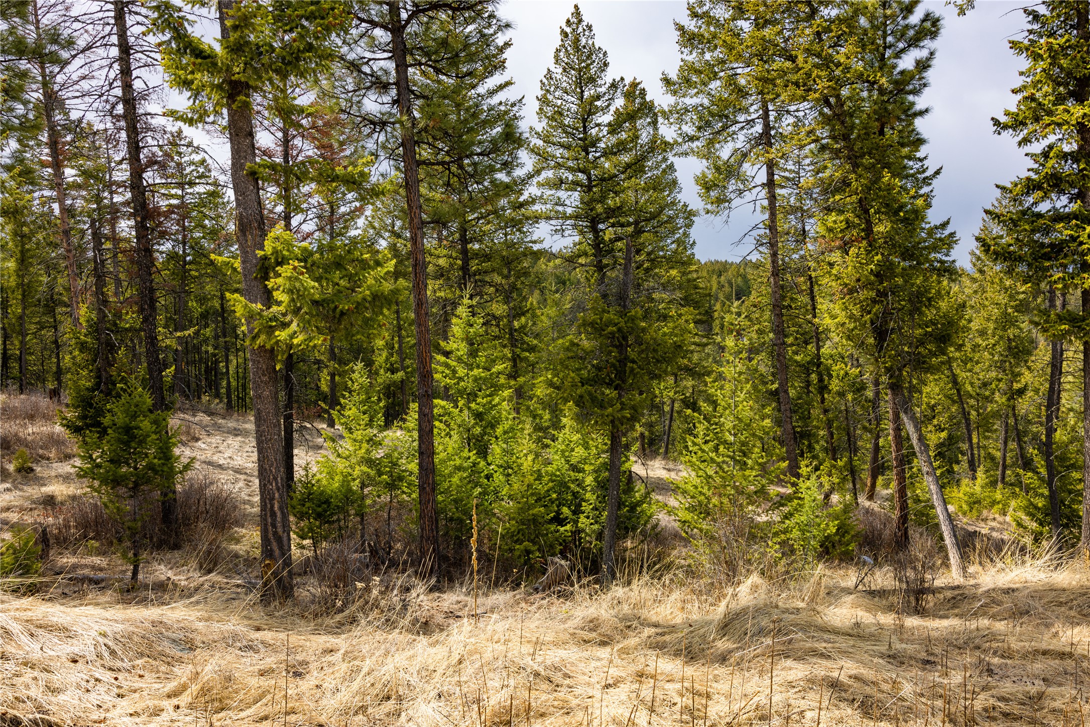 1243 Tobacco Valley View Road