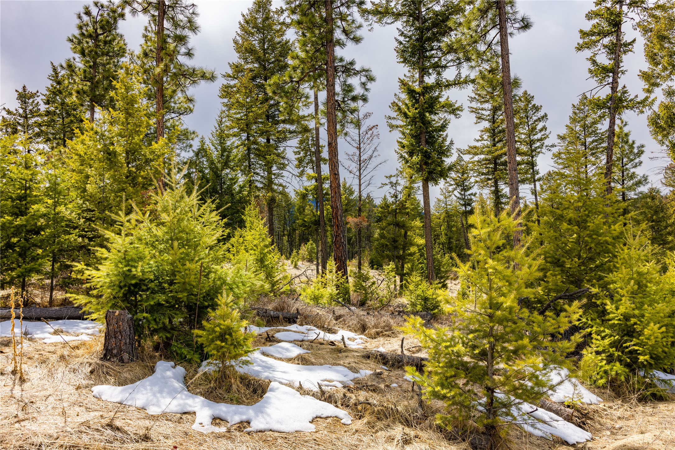 1243 Tobacco Valley View Road