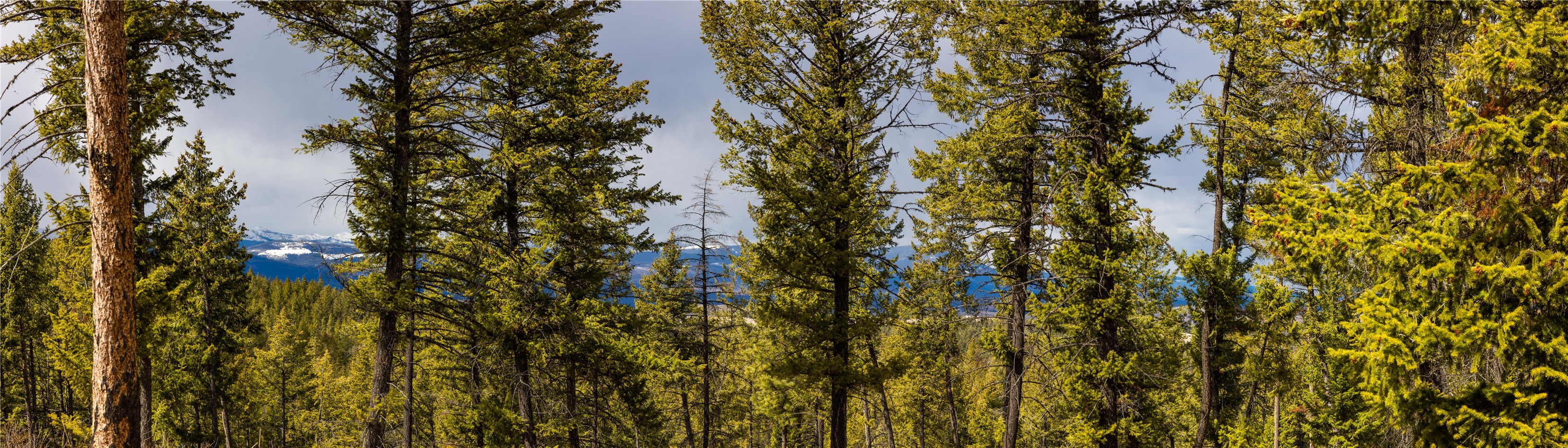 1243 Tobacco Valley View Road