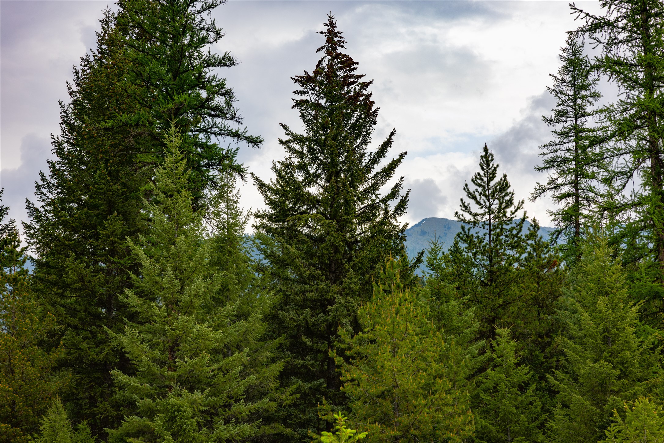 4736 Sinclair Creek Drive