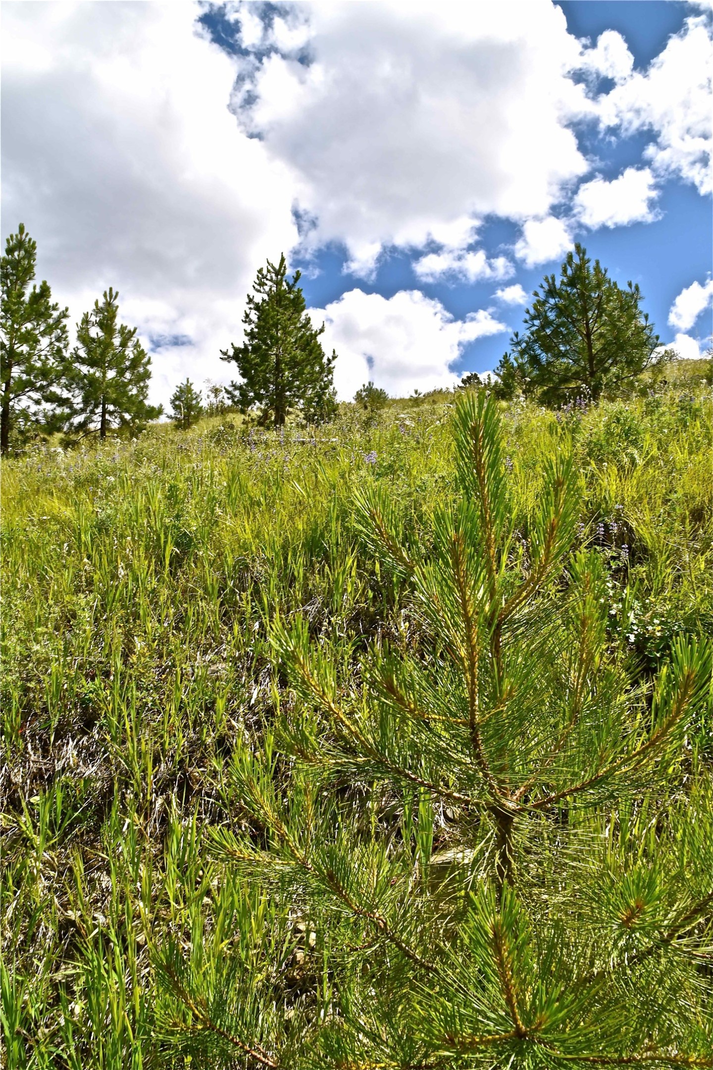 Lot A and B Deemer Ridge Road