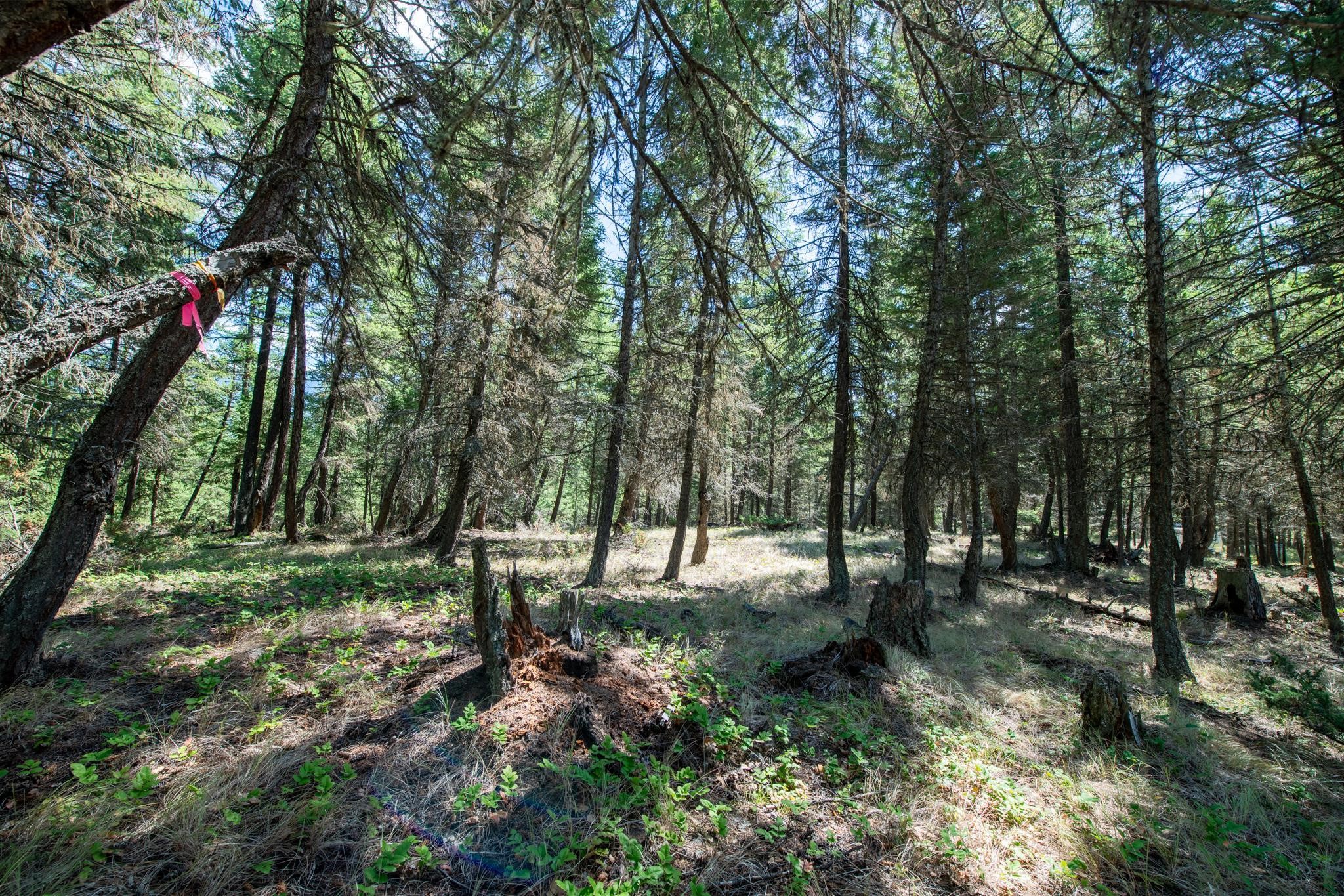 5.467 Acres Sinclair Creek Road