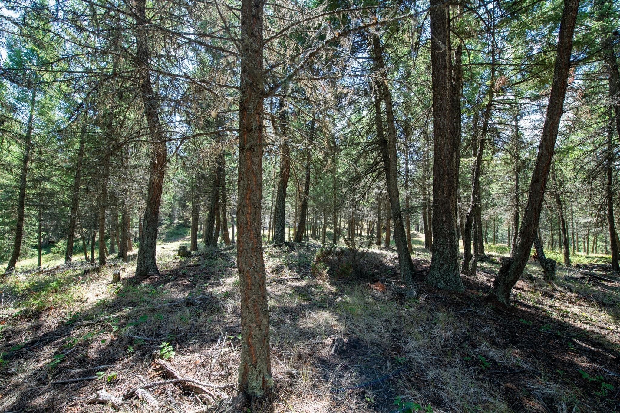 5.467 Acres Sinclair Creek Road