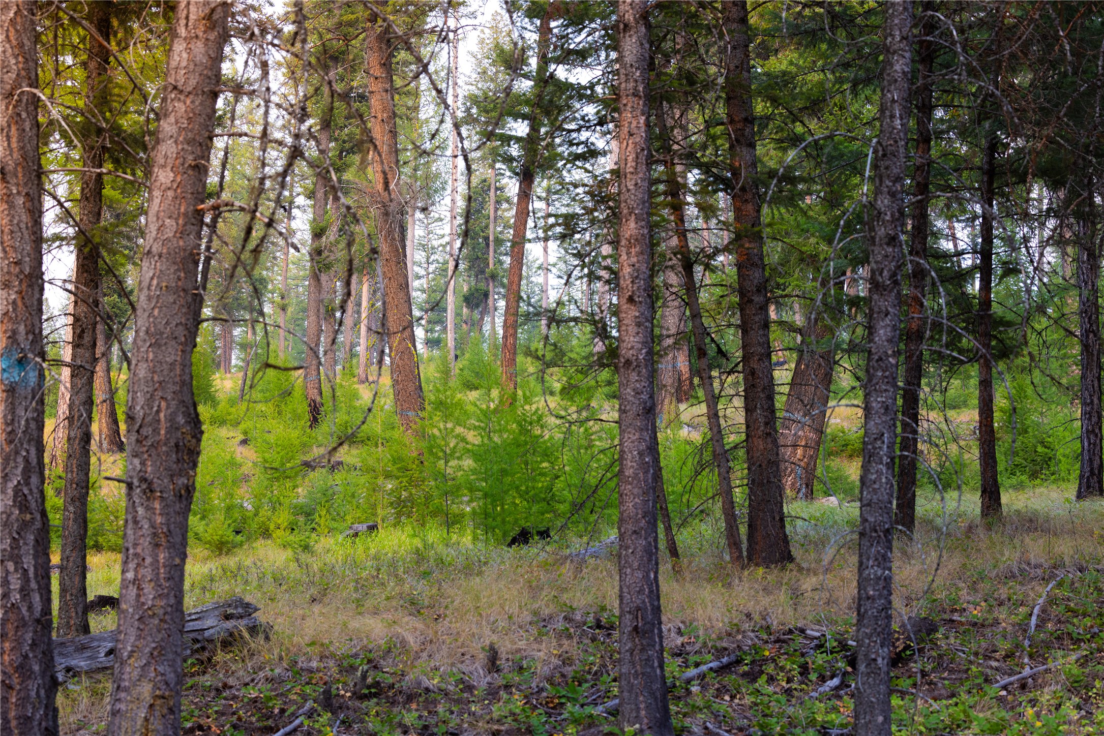 12391/12535 Pinkham Creek Road Unit: Parcel A