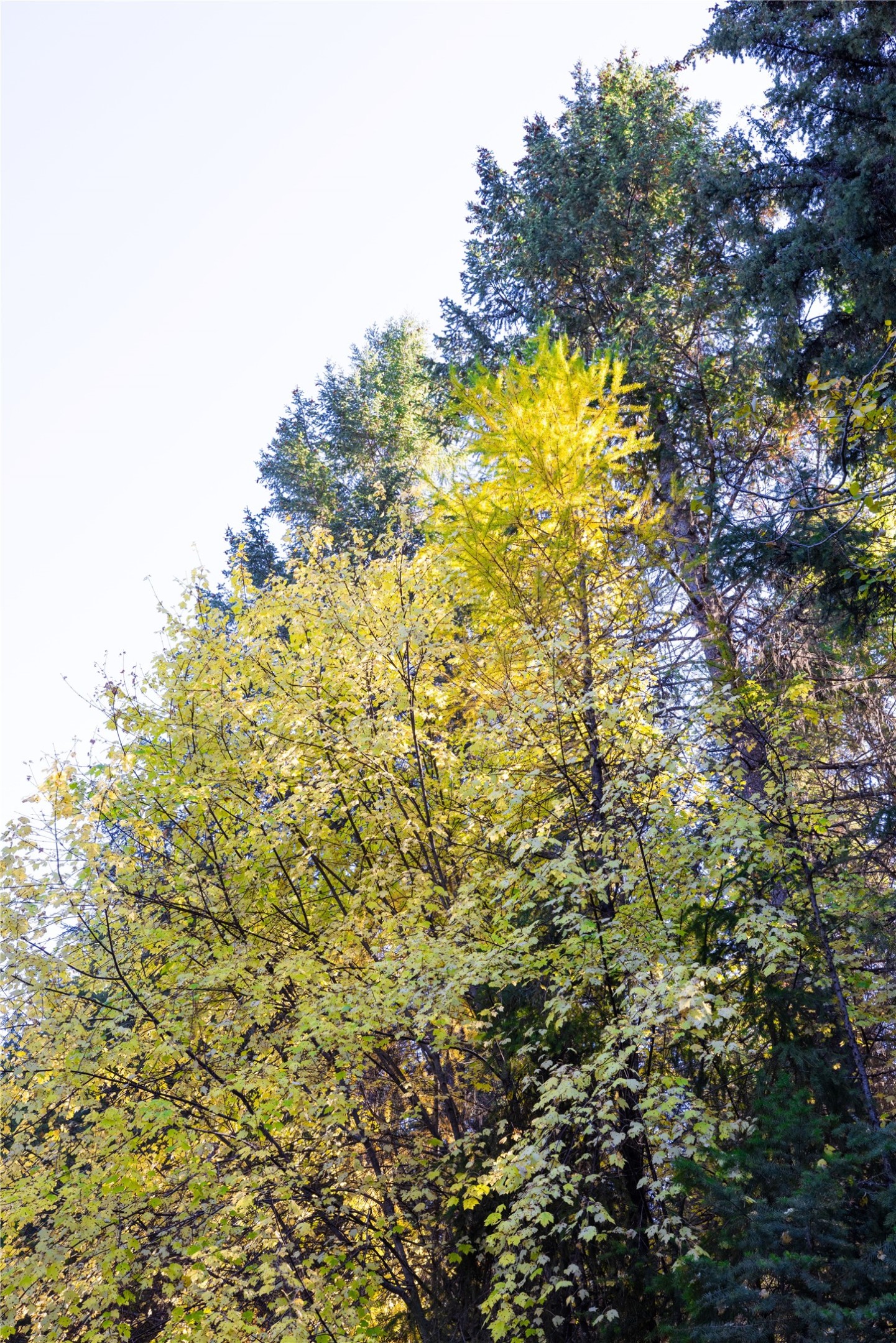 10 Acres Gut Creek Road