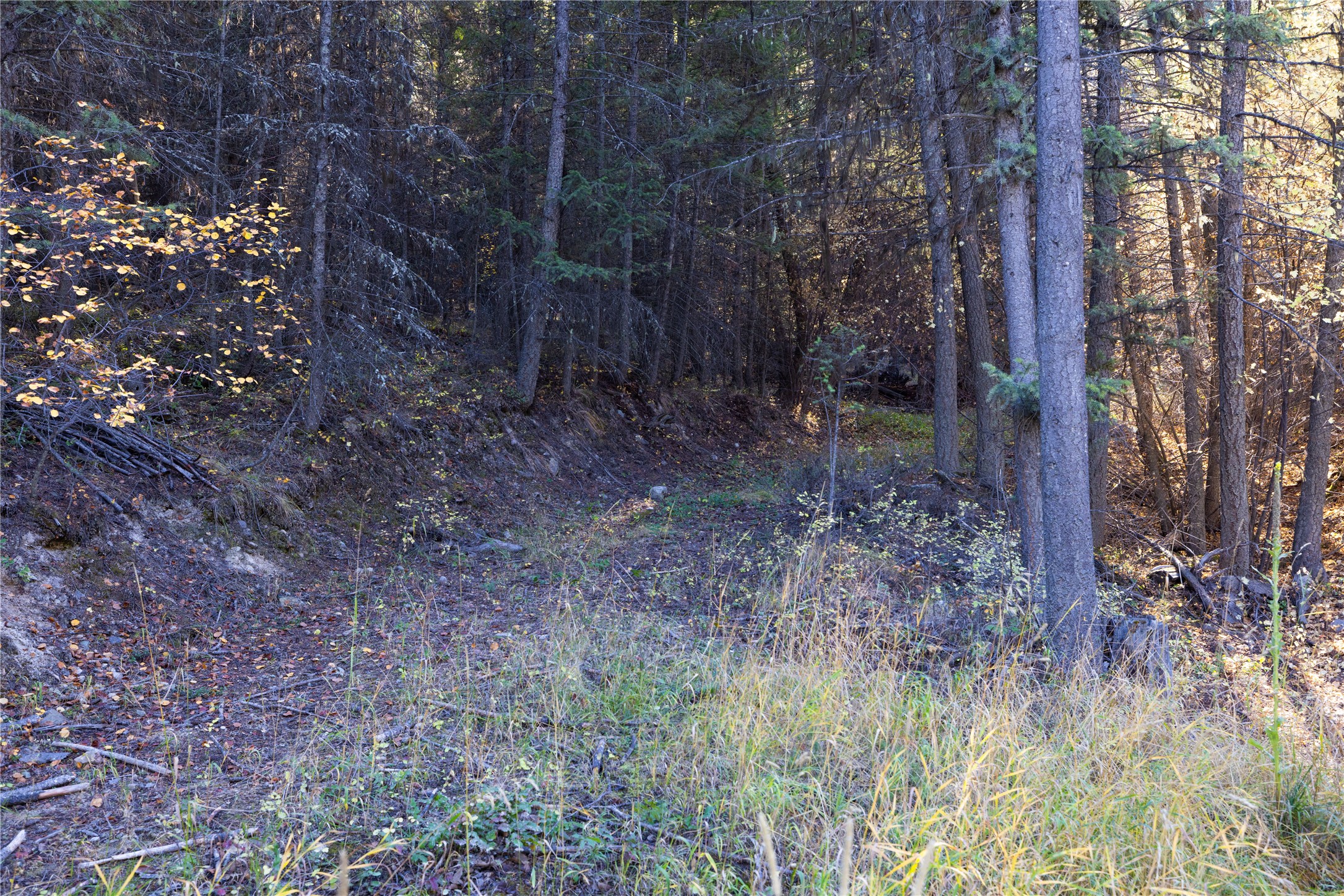 10 Acres Gut Creek Road