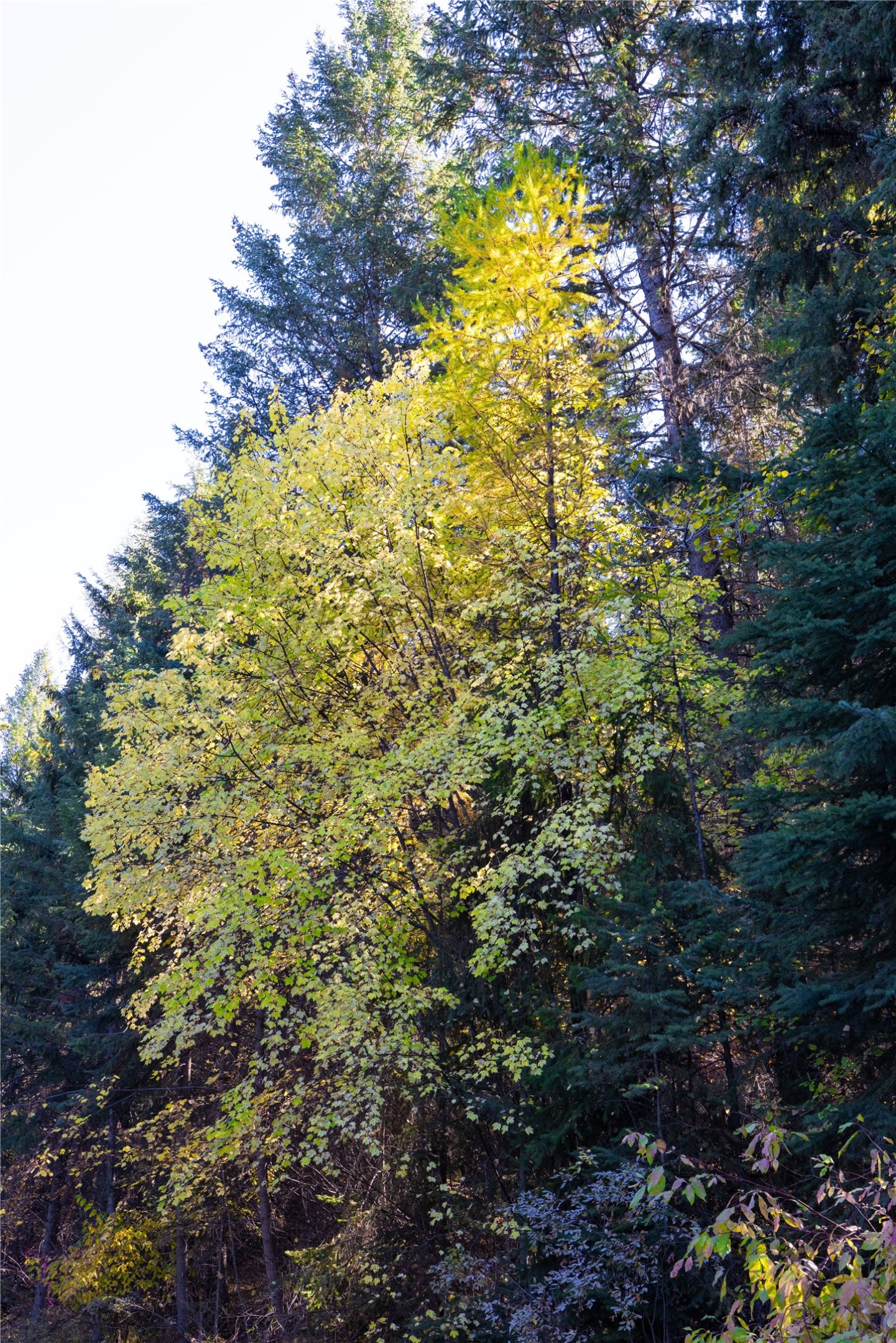 10 Acres Gut Creek Road