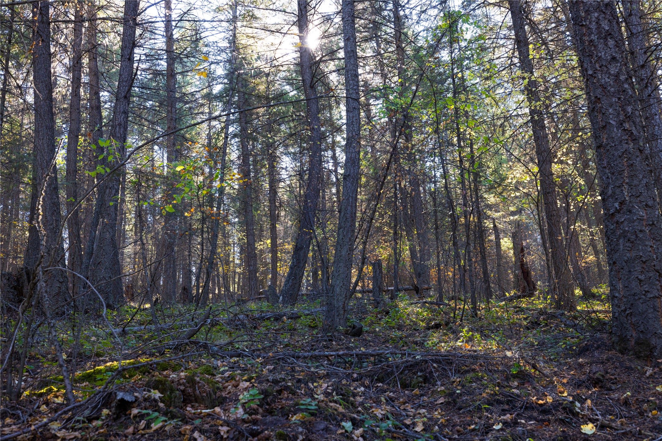 10 Acres Gut Creek Road