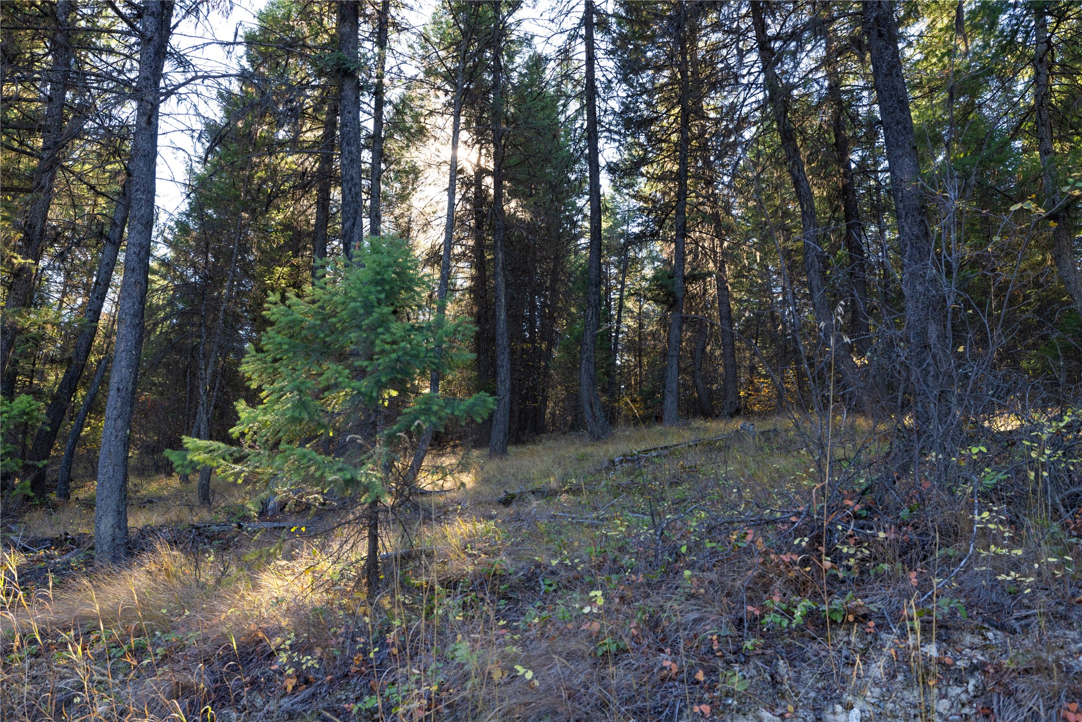 10 Acres Gut Creek Road