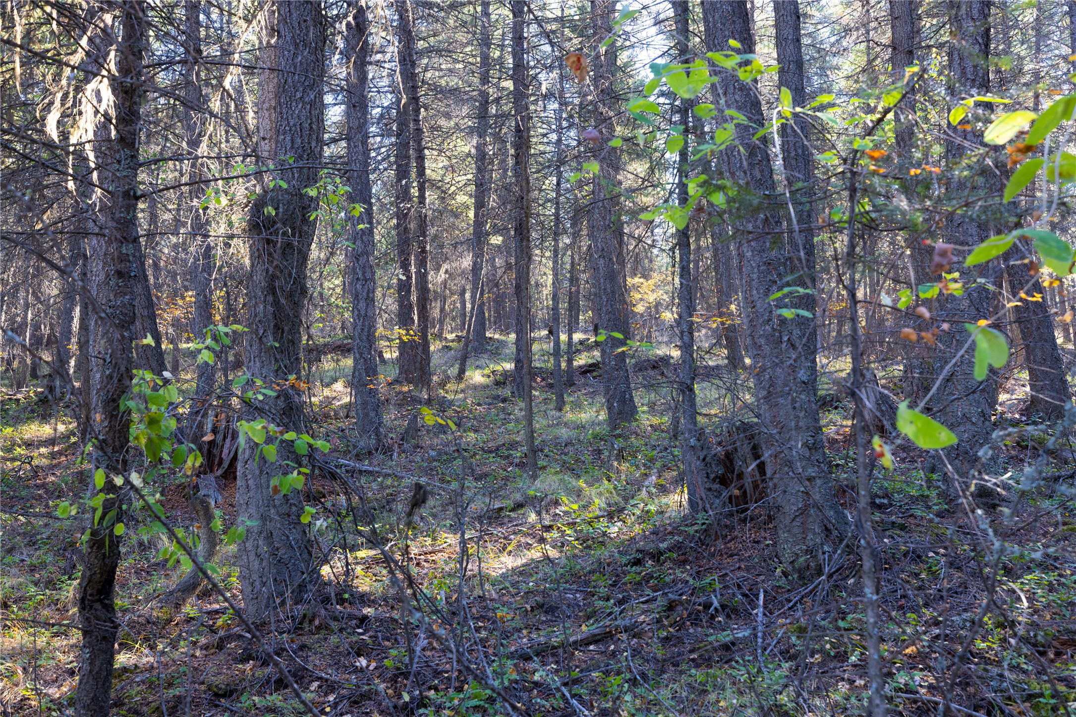 10 Acres Gut Creek Road