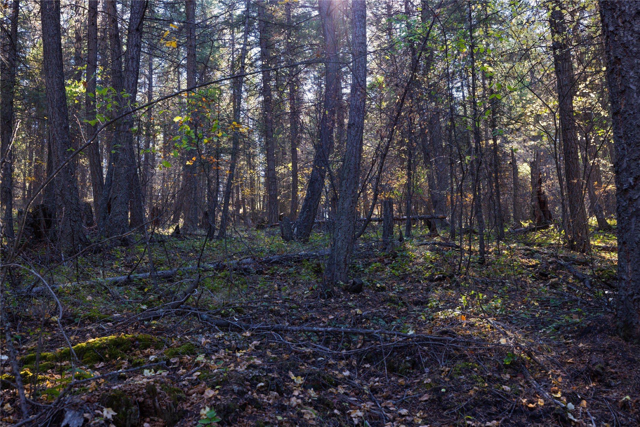 10 Acres Gut Creek Road