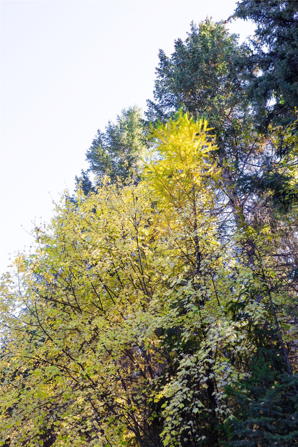 10 Acres Gut Creek Road