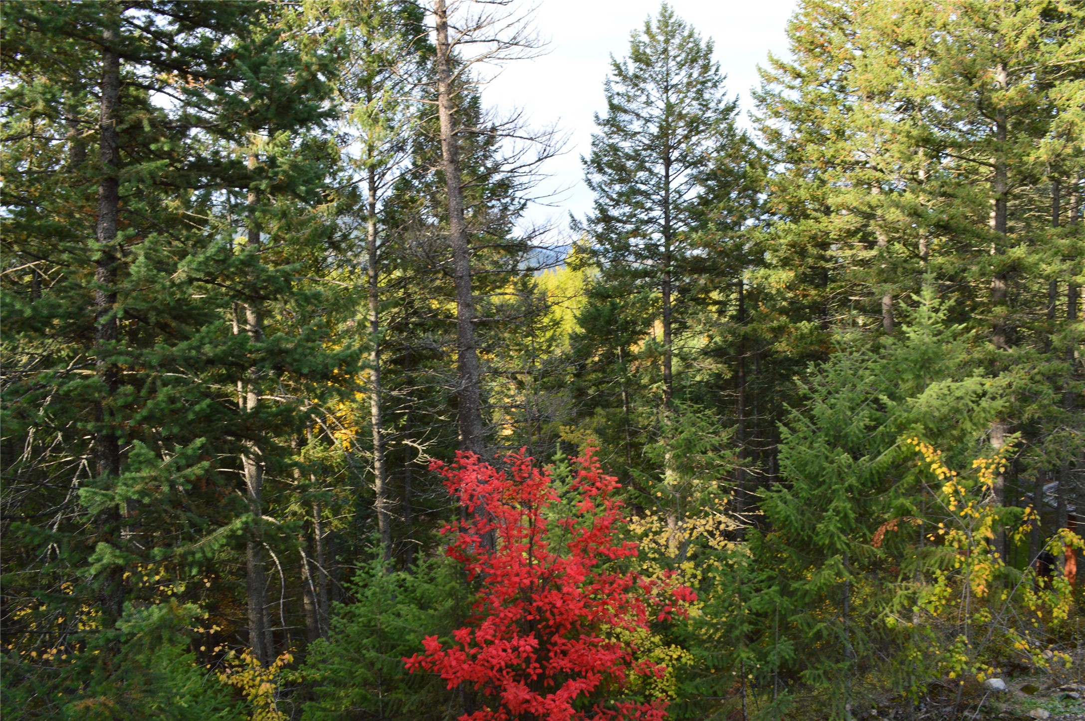 2236 Big Mountain Road