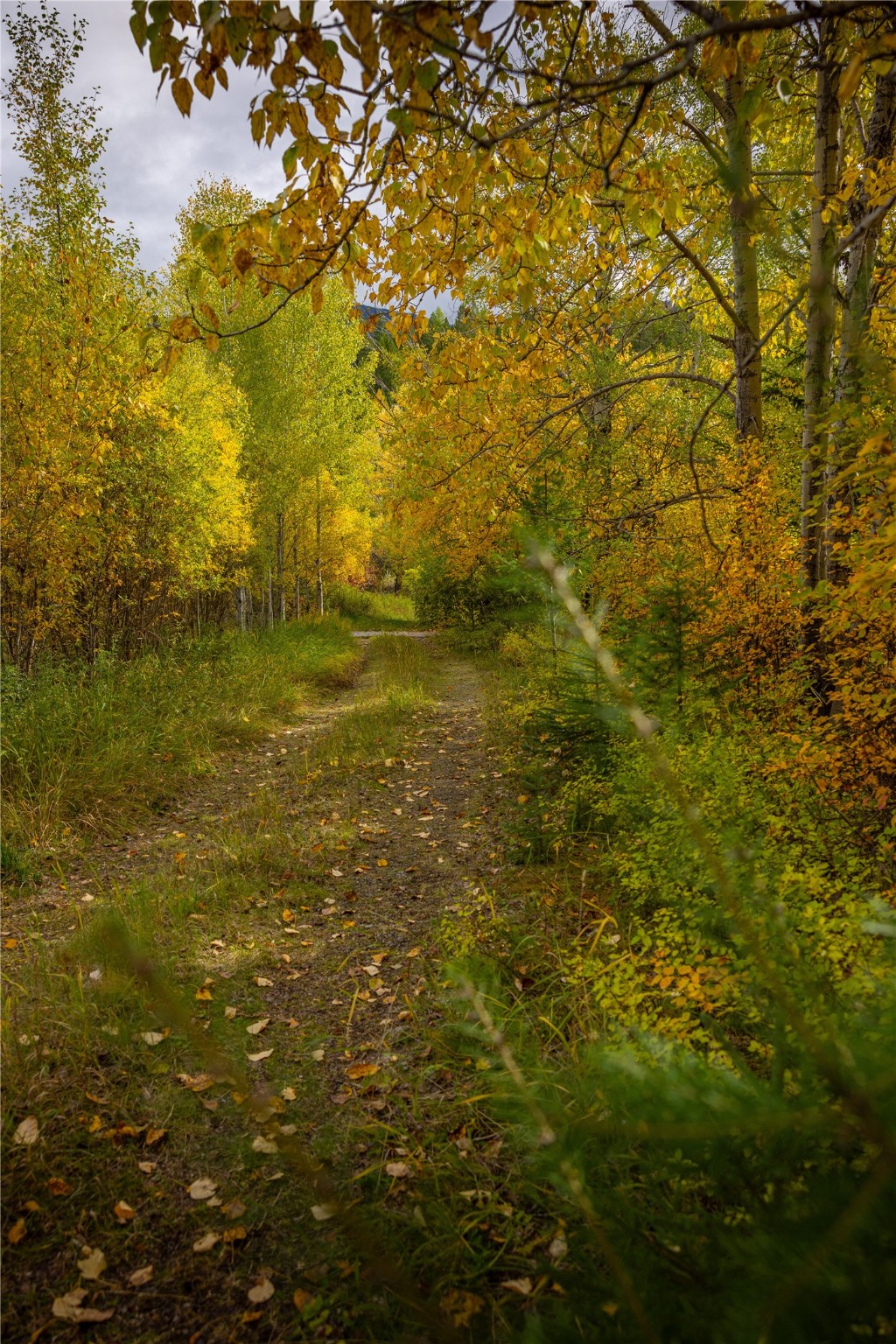 2400 Therriault Pass Road Unit: 230.179 Acres