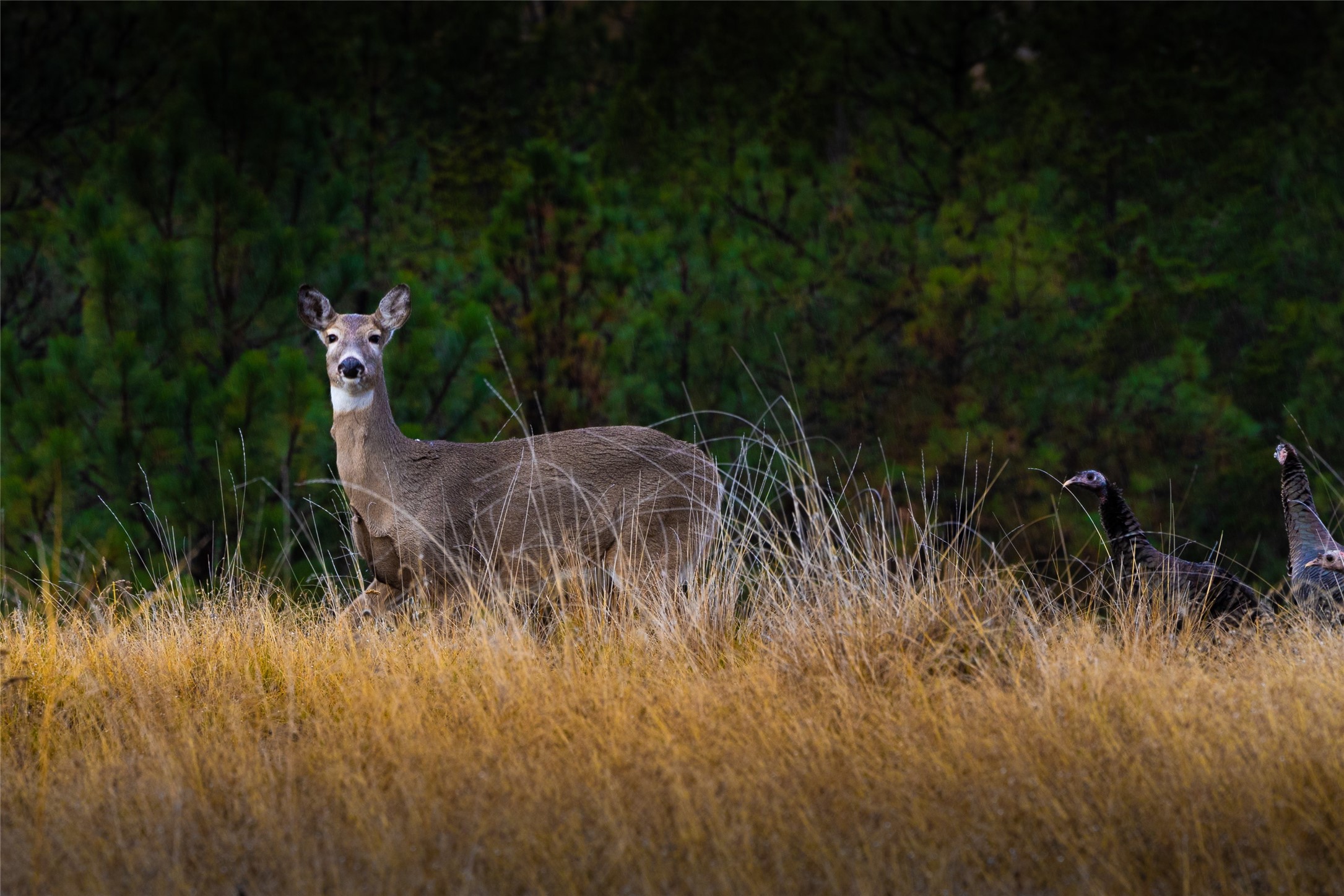 223/233 Happy Hollow