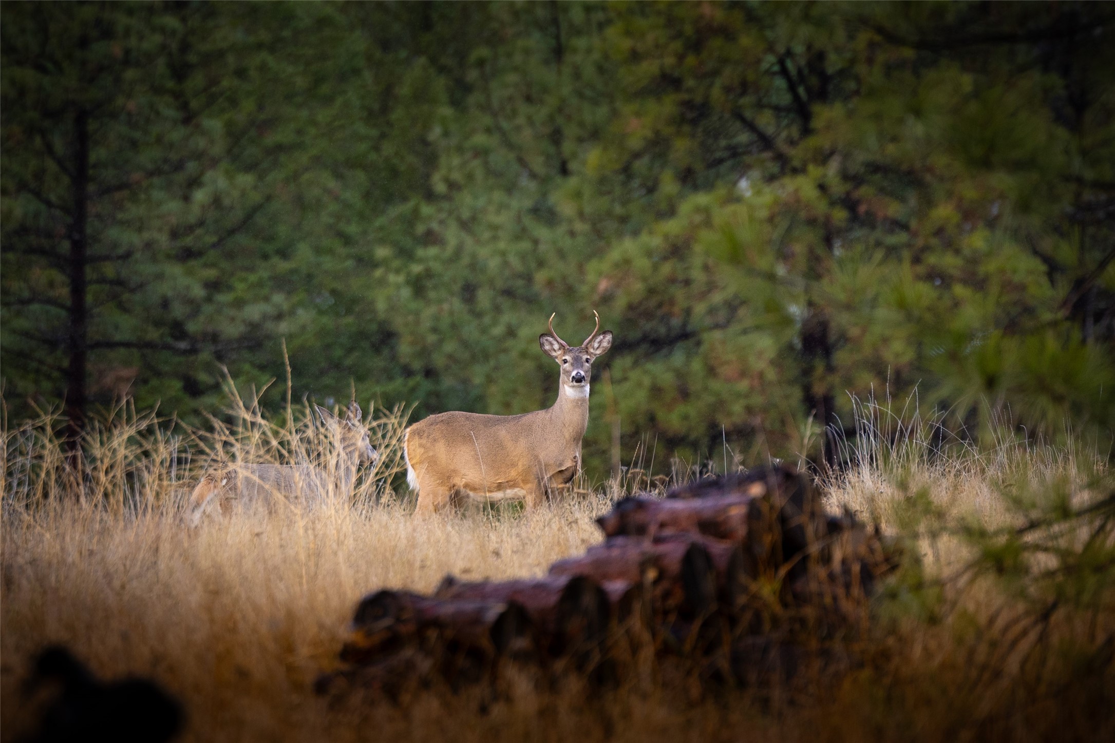 223/233 Happy Hollow