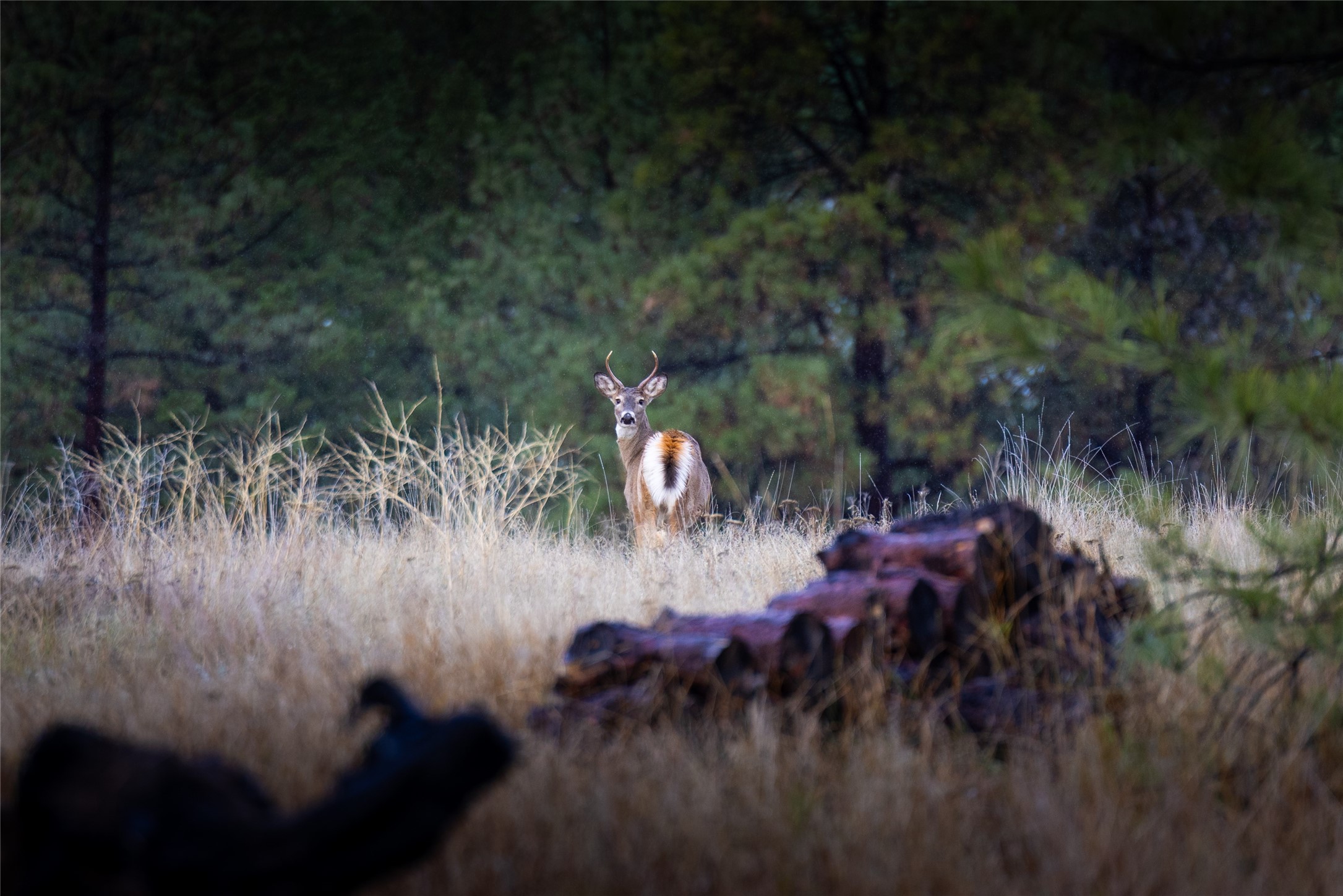 223/233 Happy Hollow