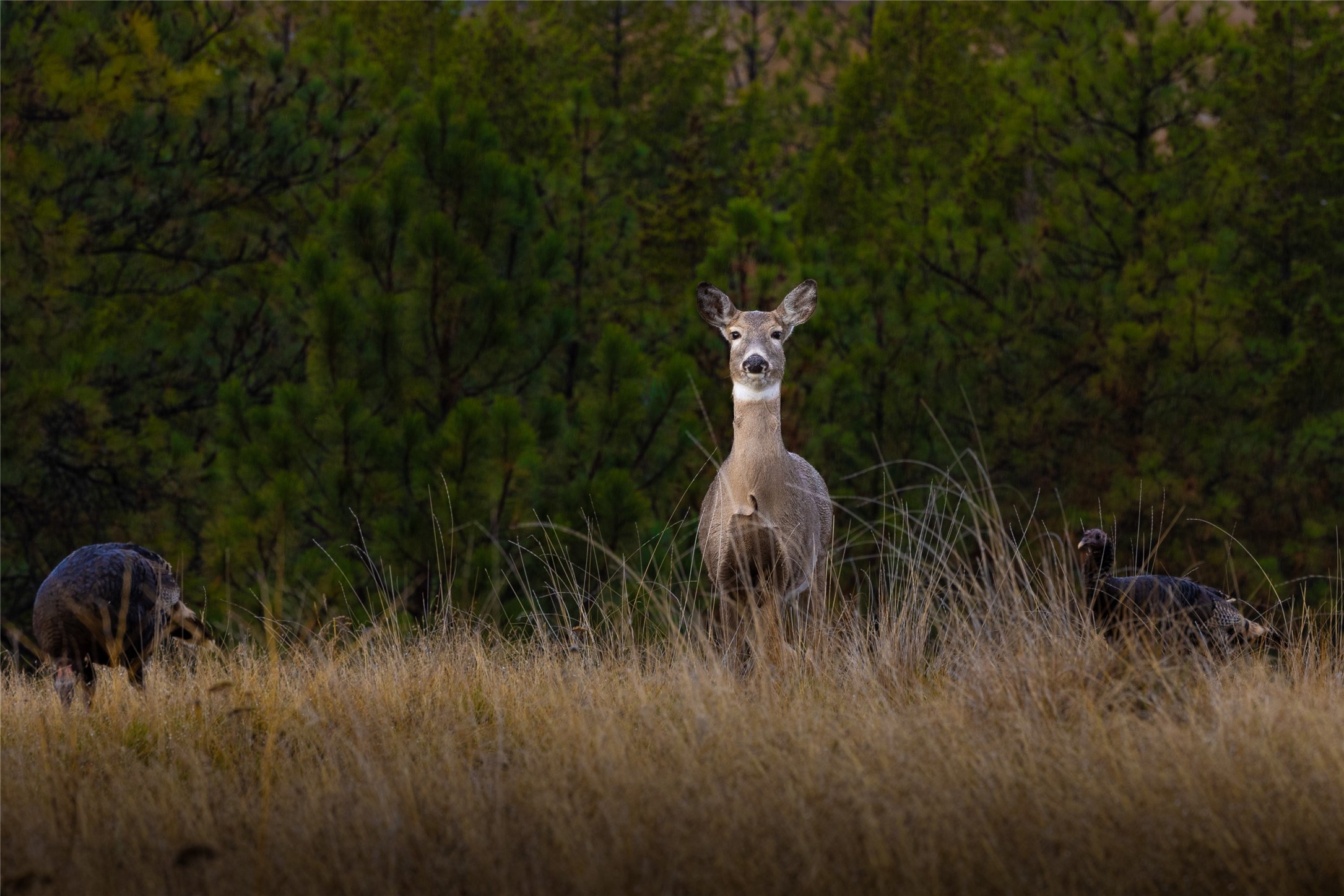 223/233 Happy Hollow