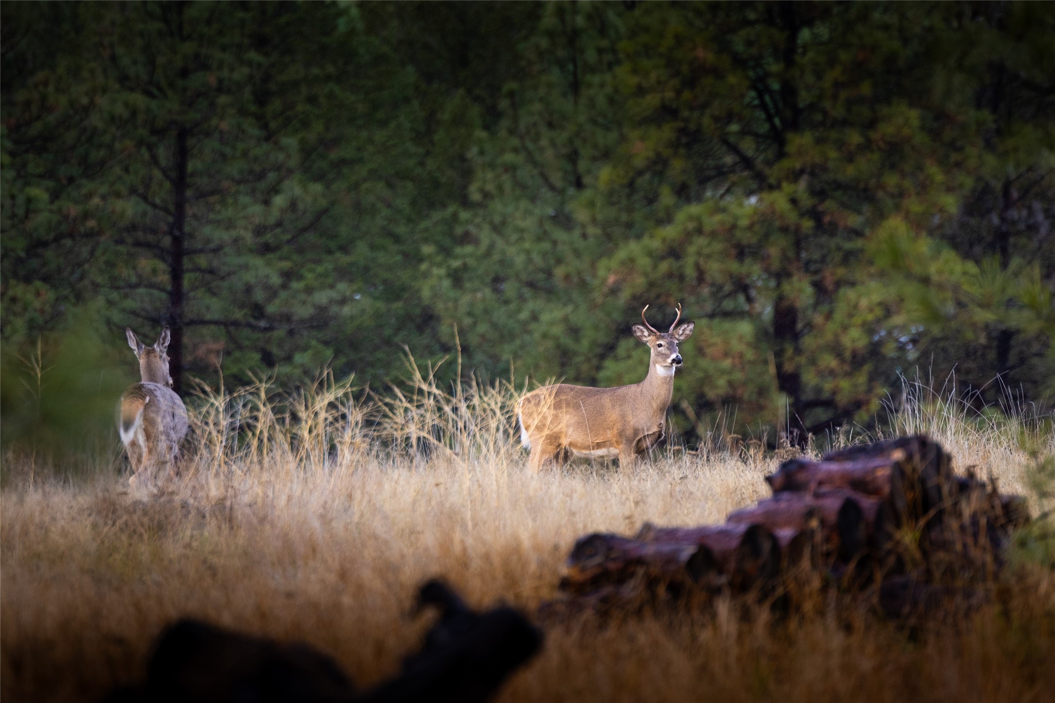 223/233 Happy Hollow