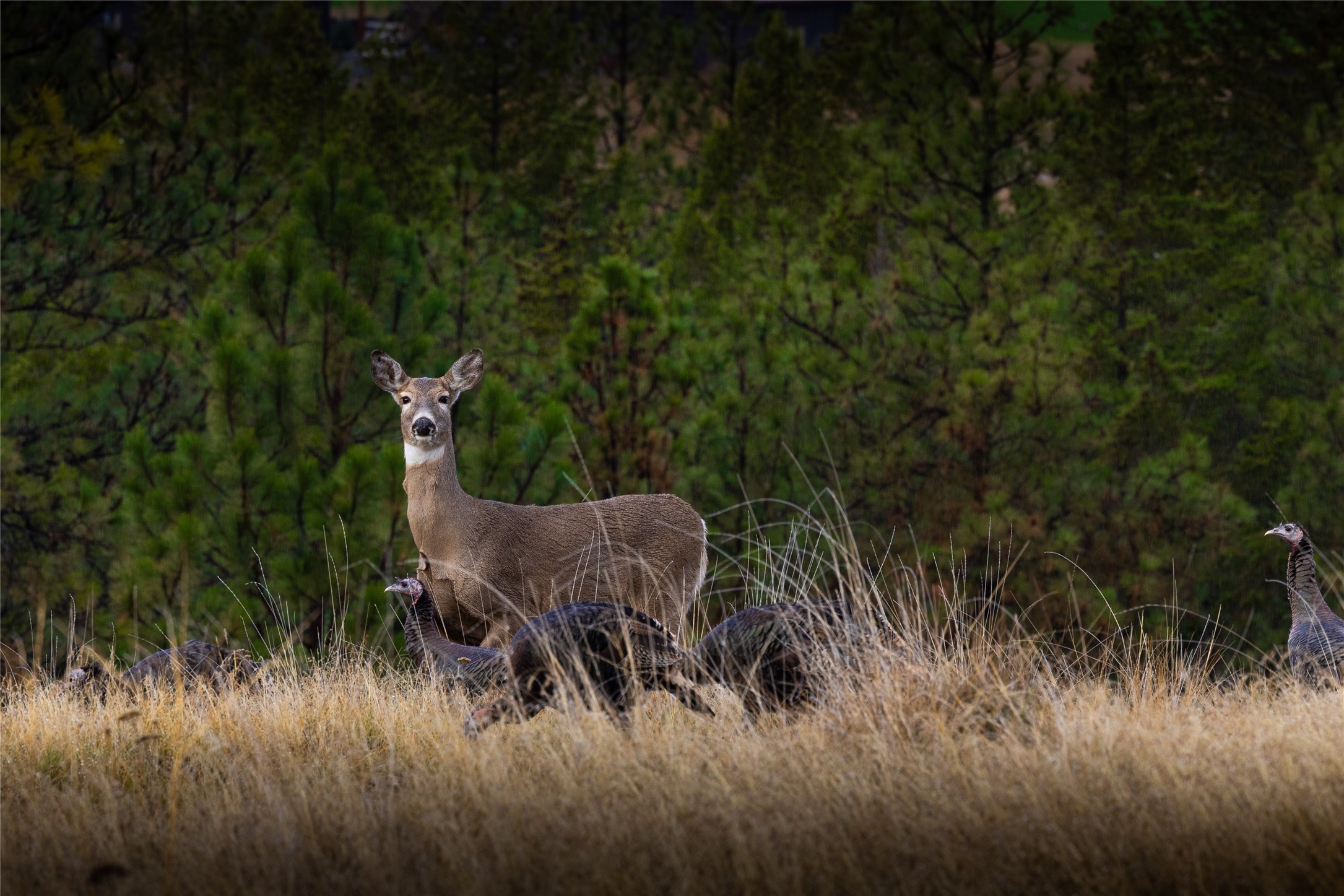 223/233 Happy Hollow