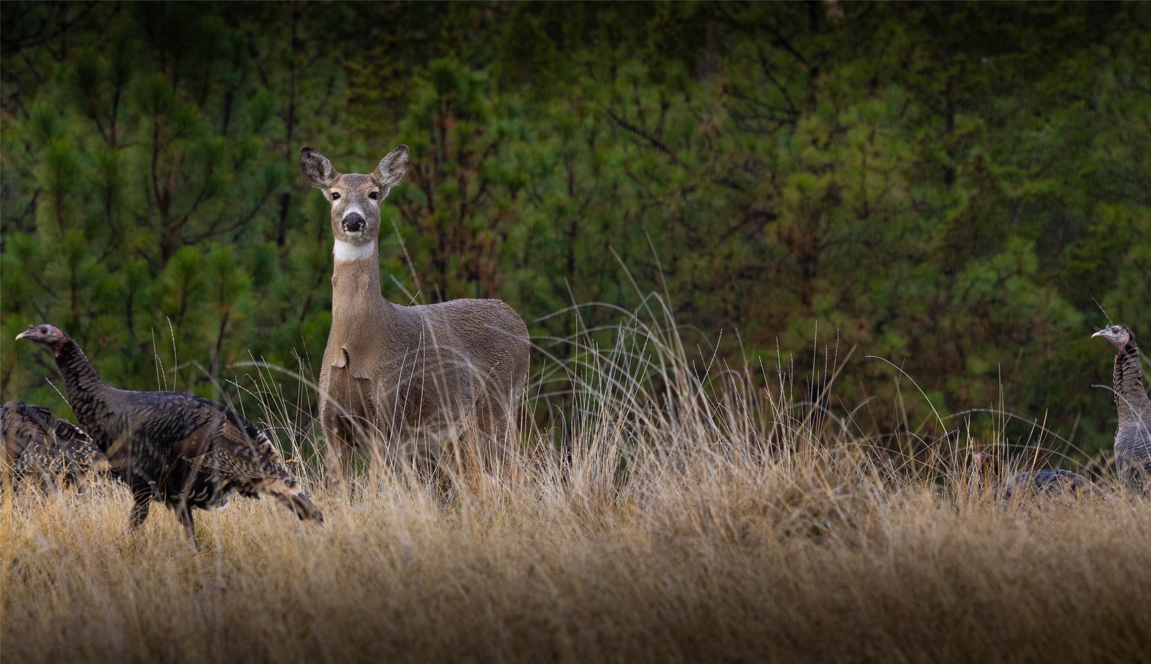 223/233 Happy Hollow