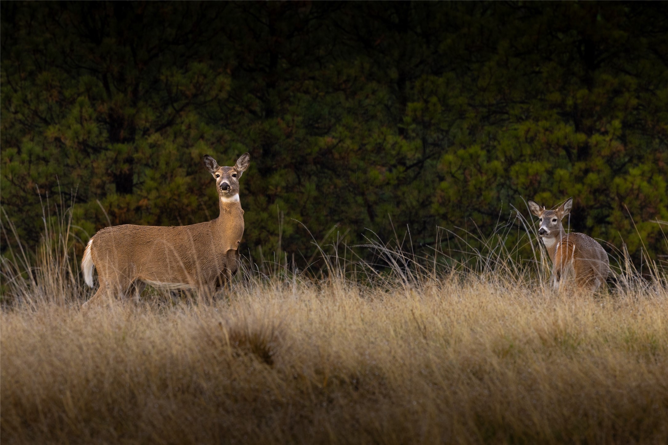 223/233 Happy Hollow