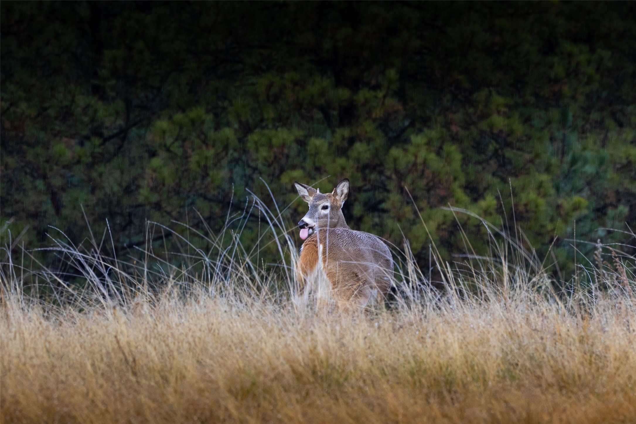 223/233 Happy Hollow