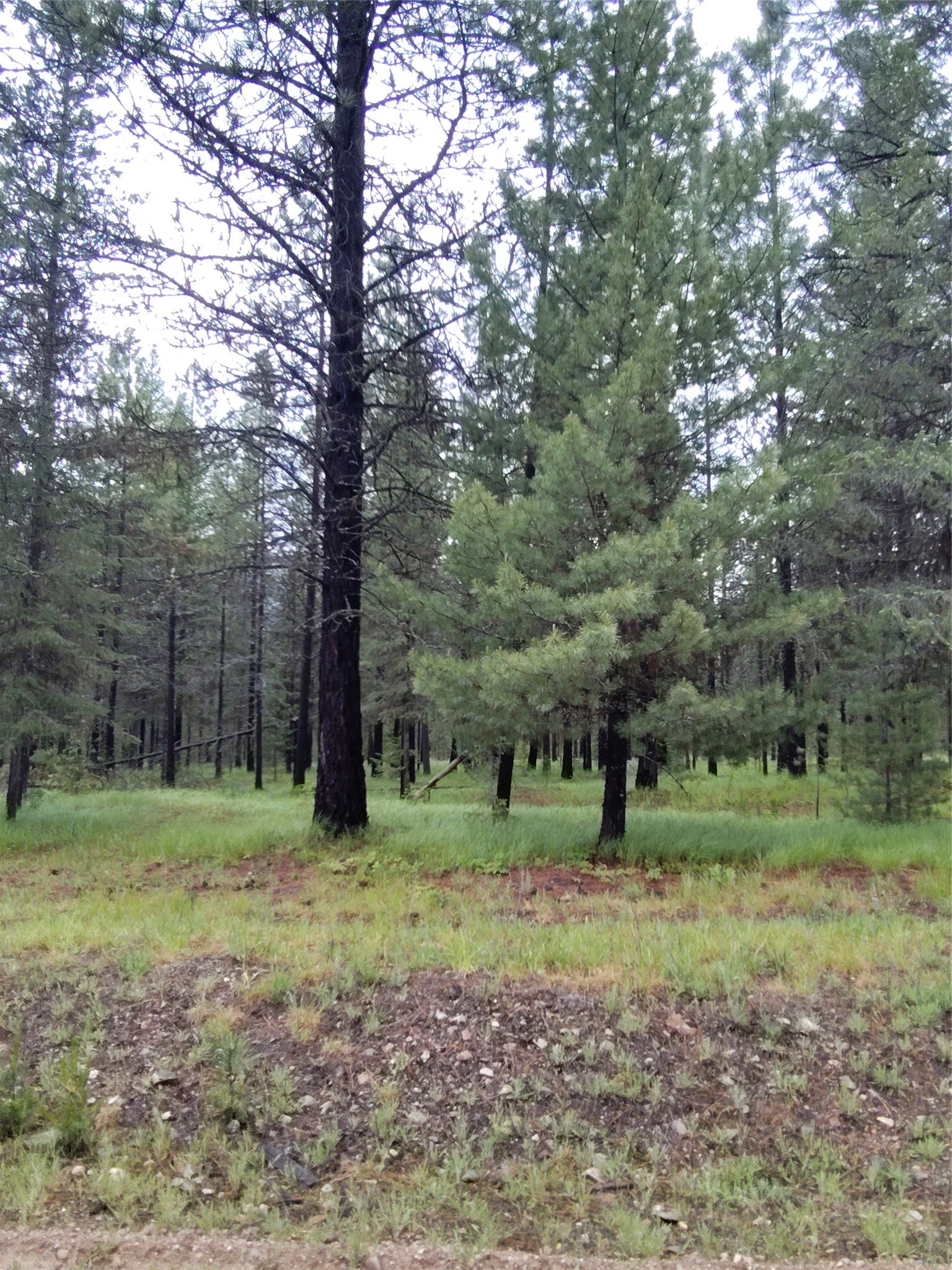 Lot 1C Big Timber Lane