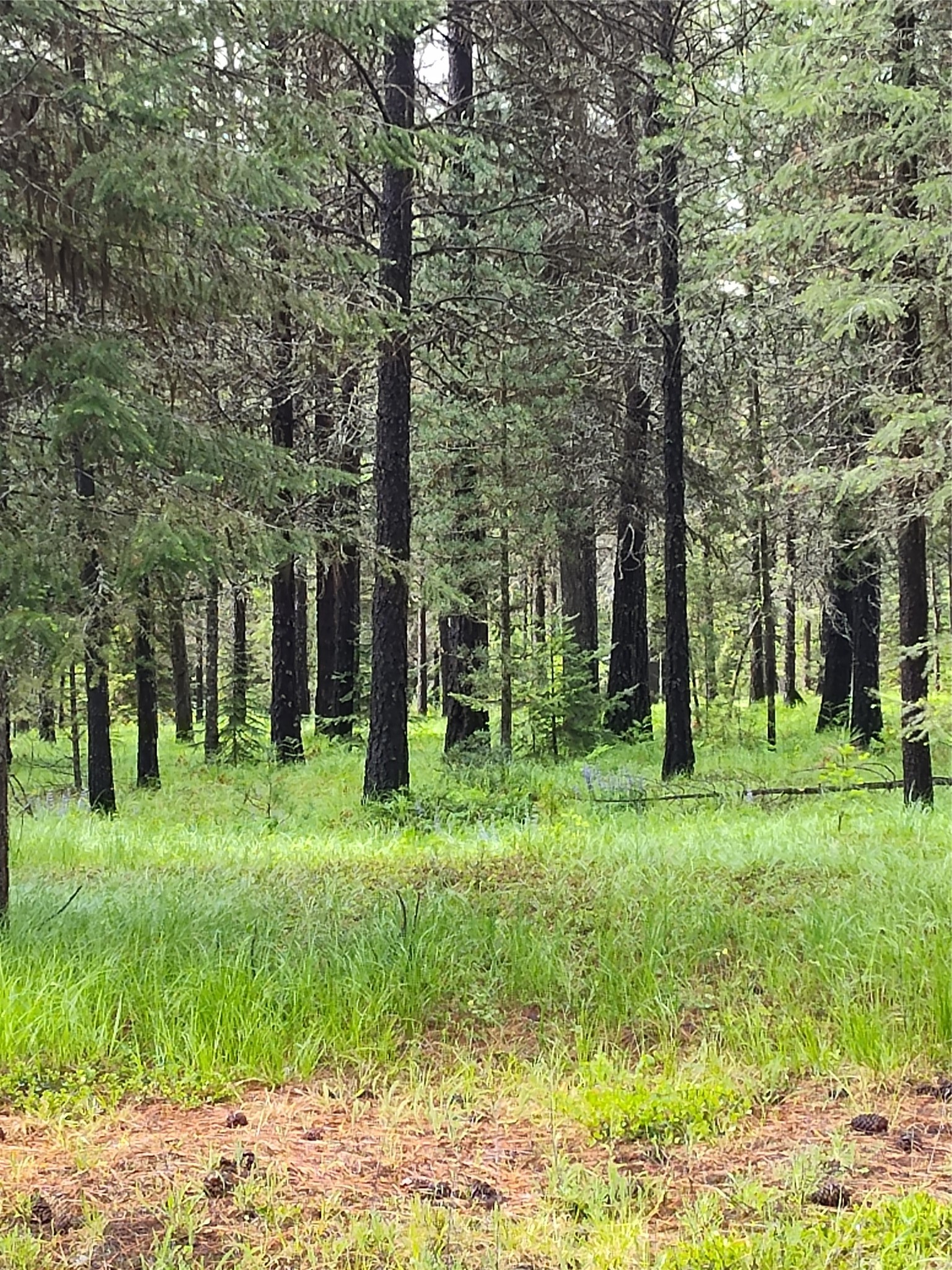 Lot 1C Big Timber Lane