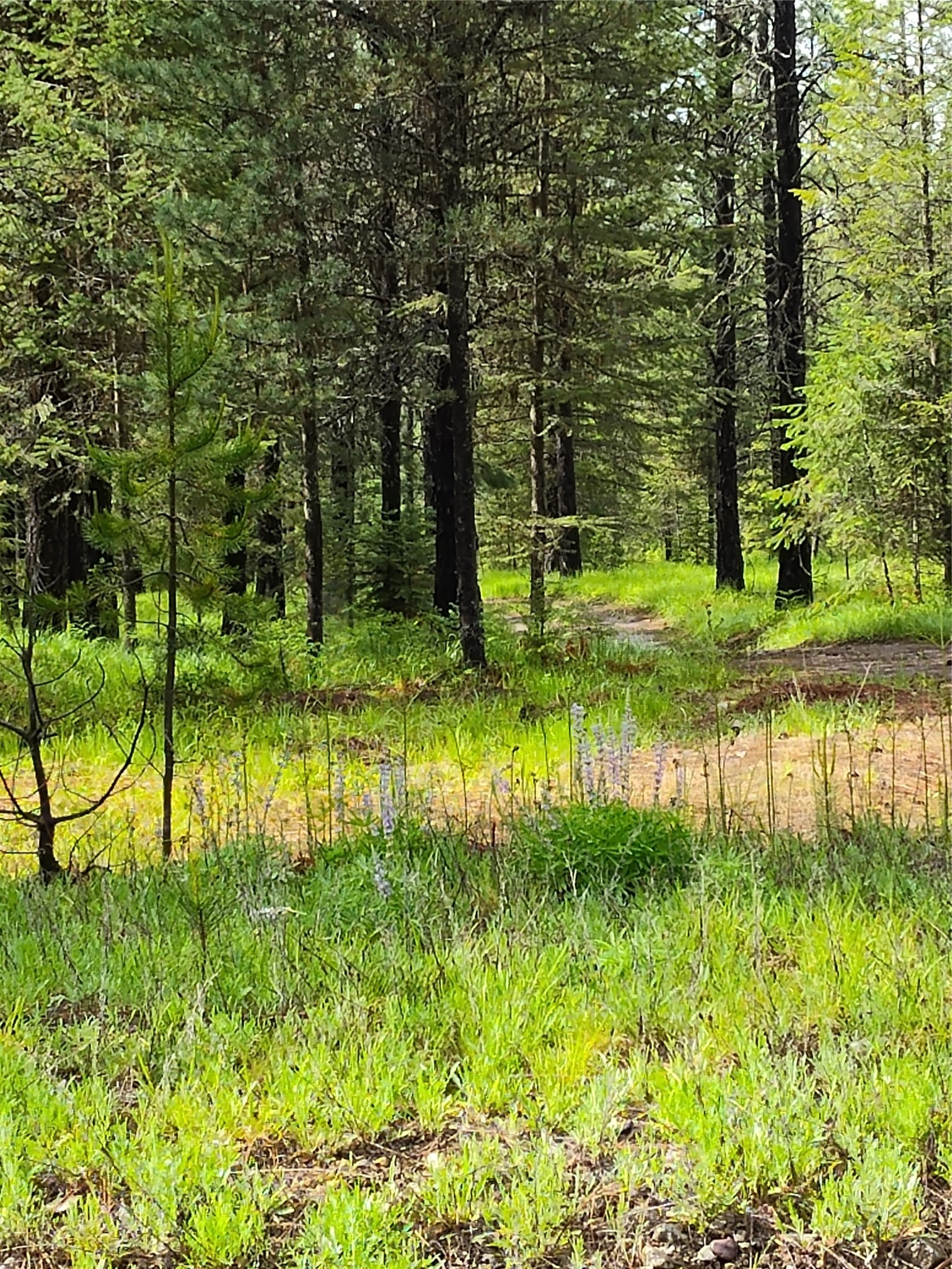 Lot 1C Big Timber Lane