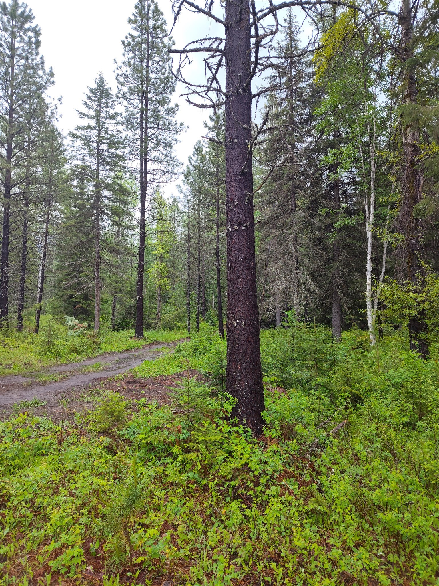 Lot 1C Big Timber Lane