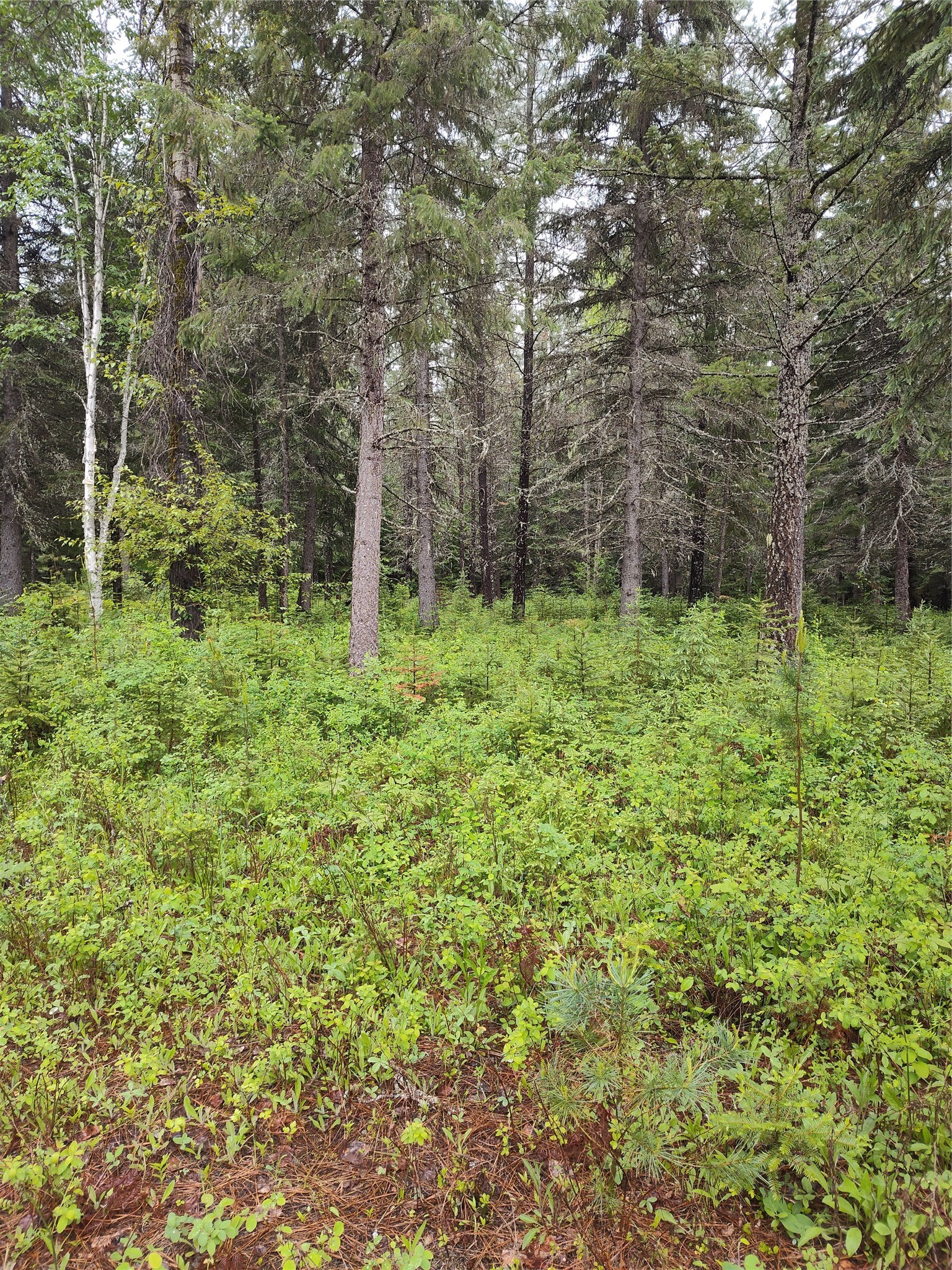 Lot 1C Big Timber Lane