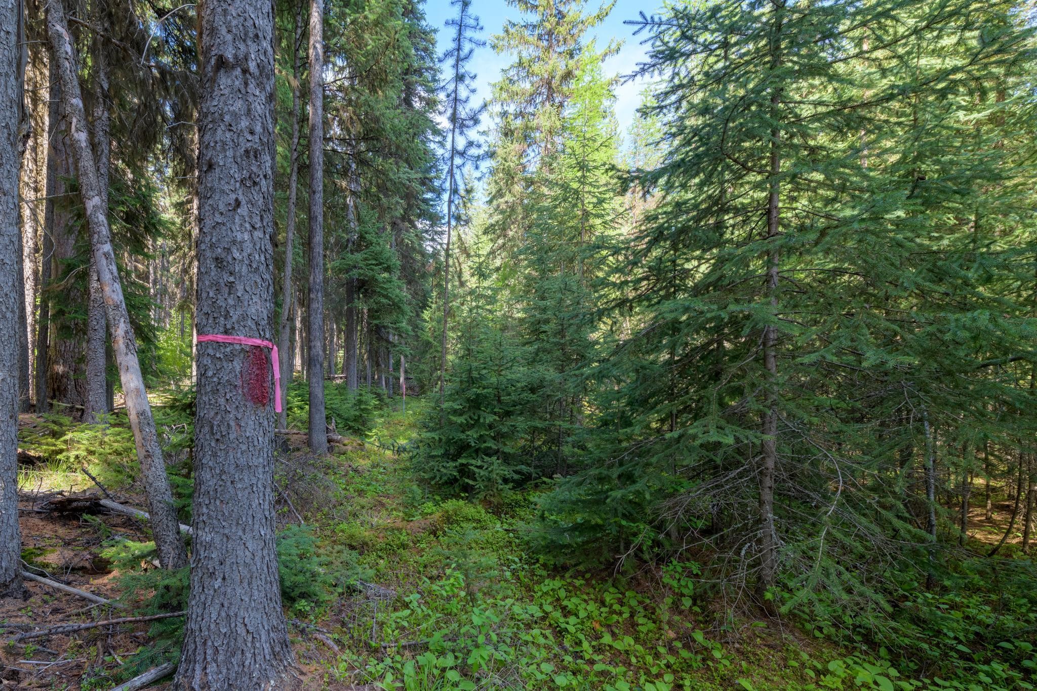 Lot 7 Tamarack Lane