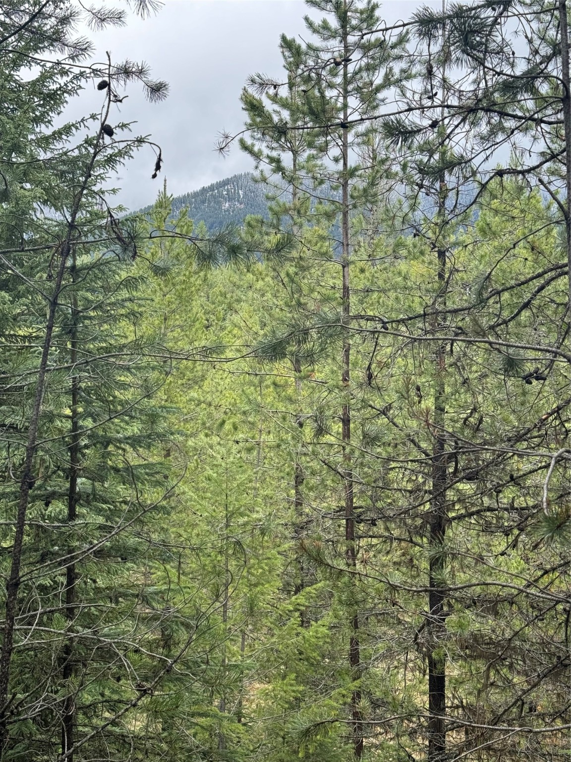 965 Ksanka Foothills Road