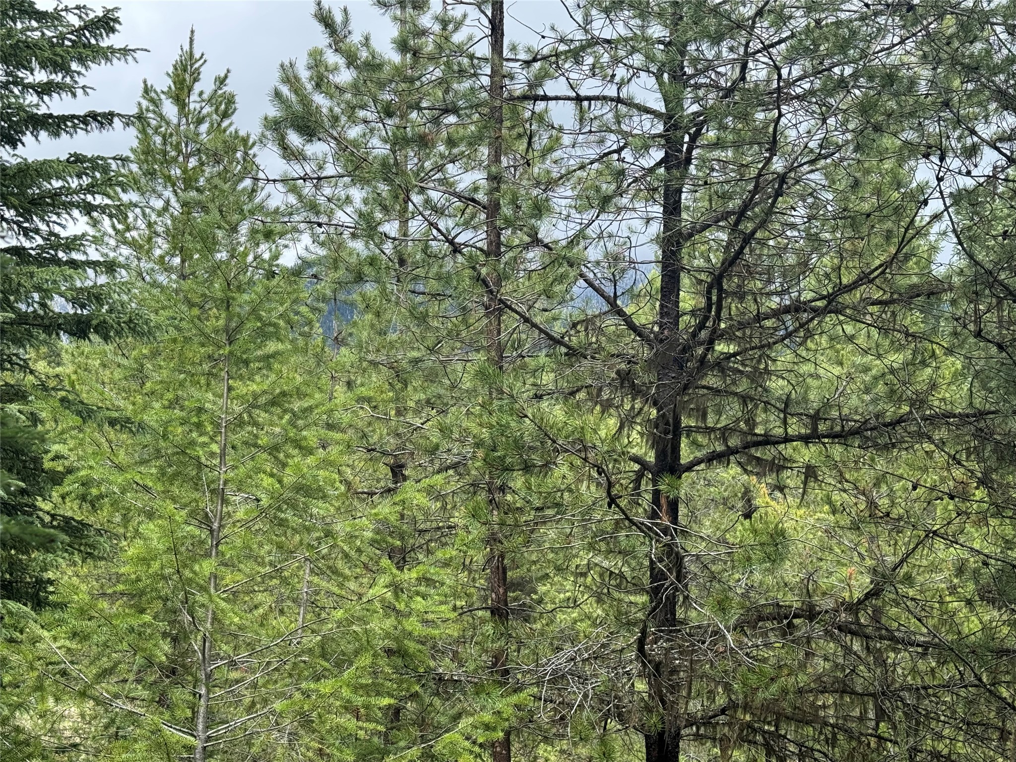 965 Ksanka Foothills Road
