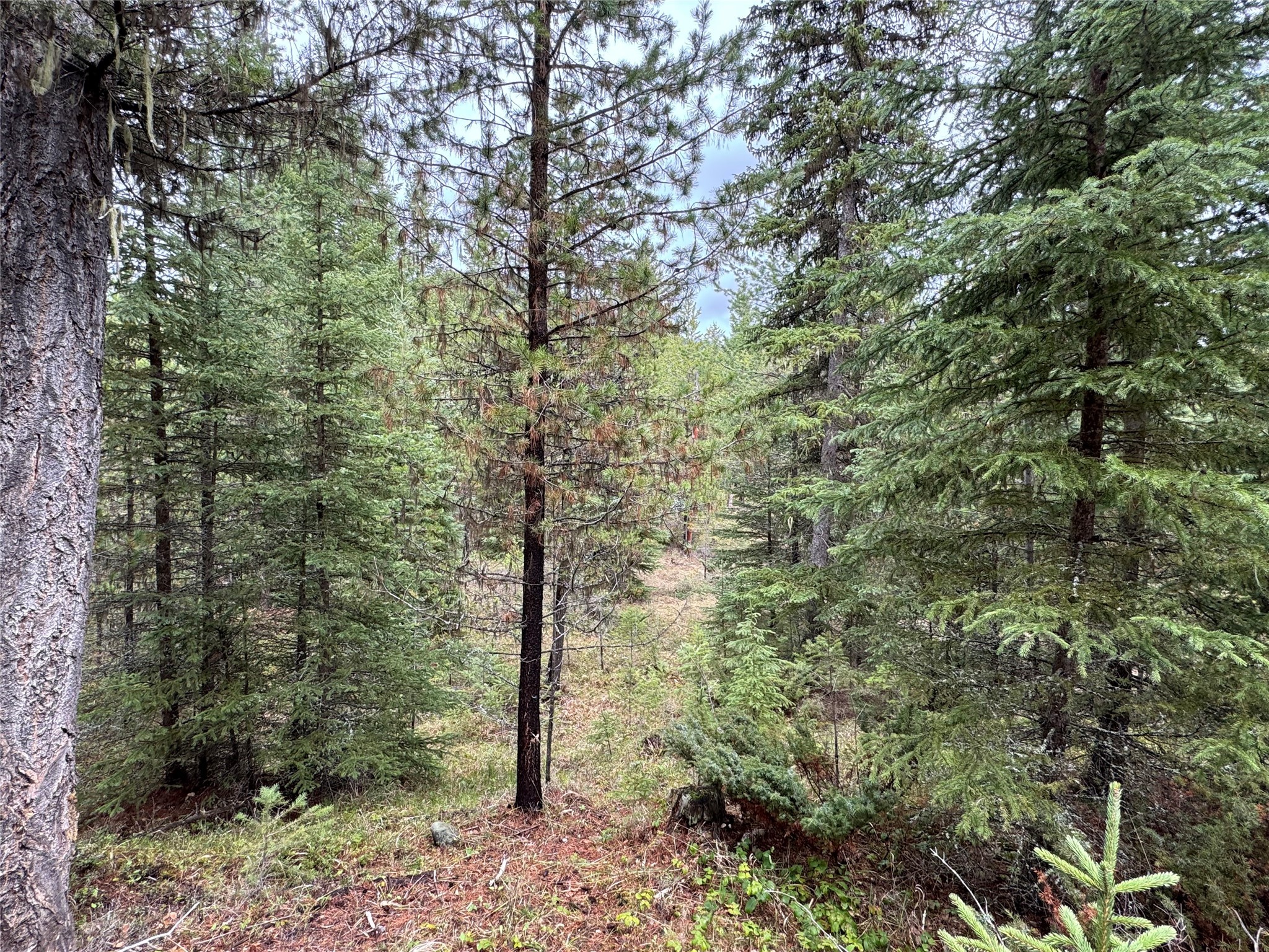 965 Ksanka Foothills Road
