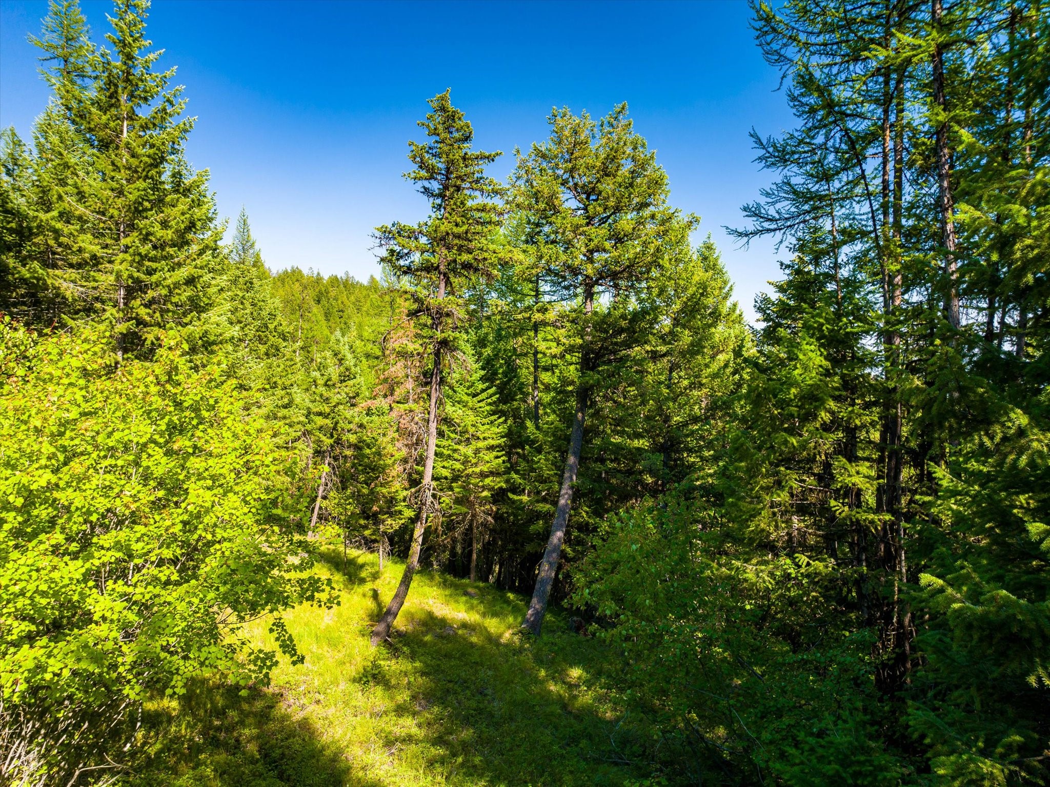 1708 Ashley Lake Trail