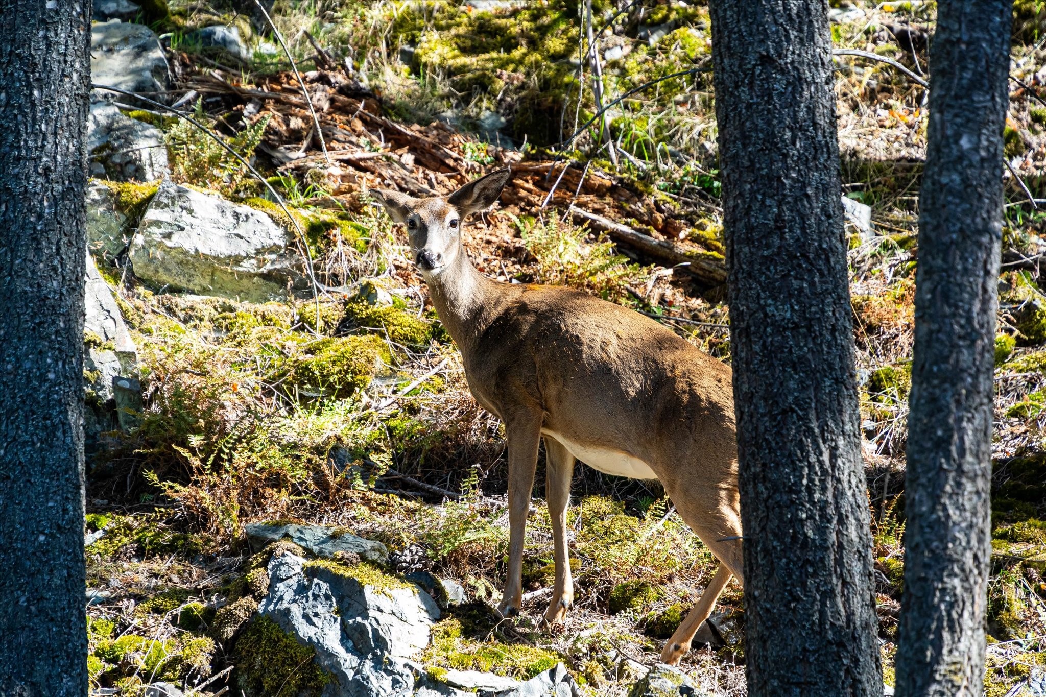 266 Eagle Bend Drive