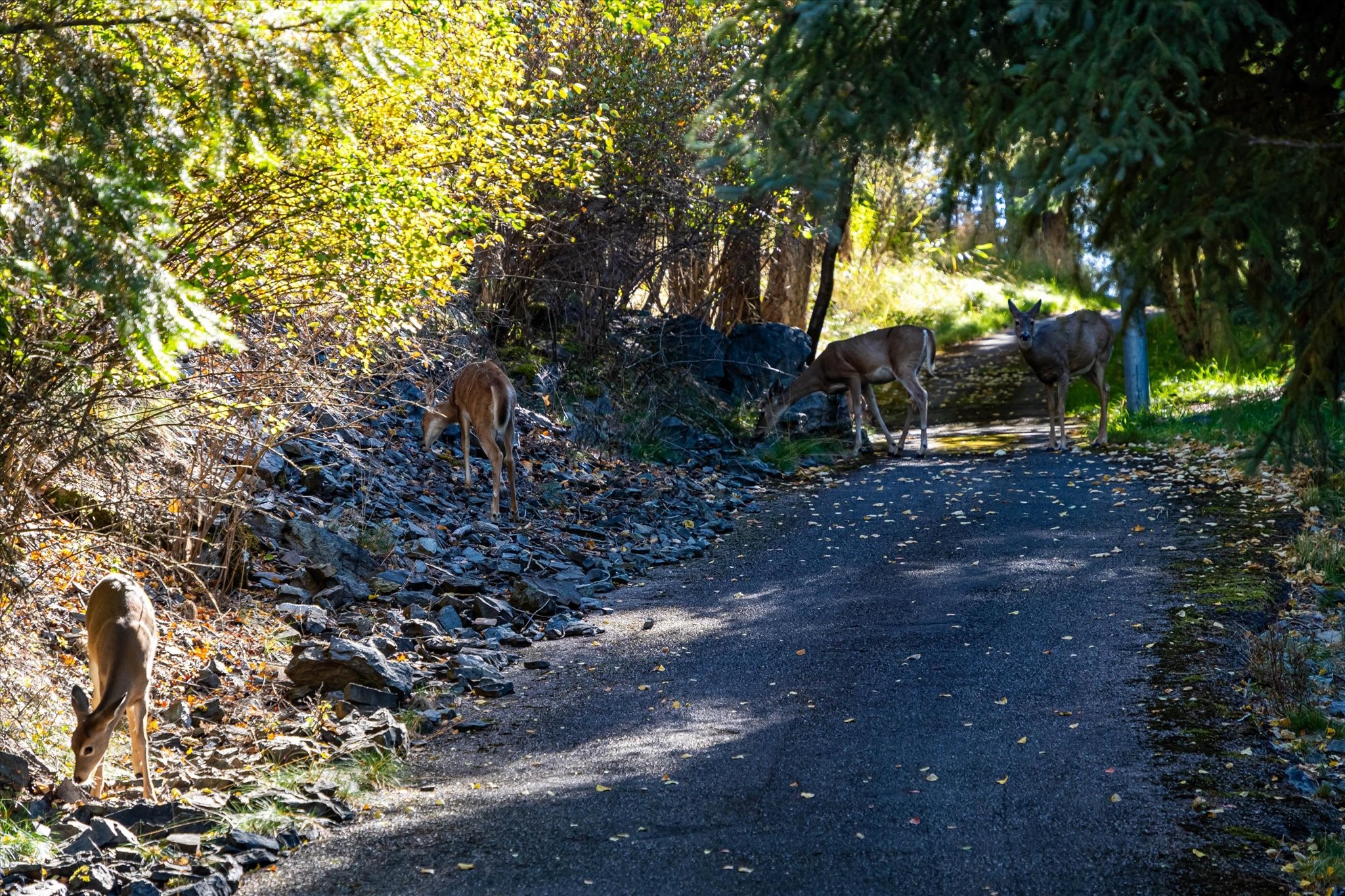 266 Eagle Bend Drive