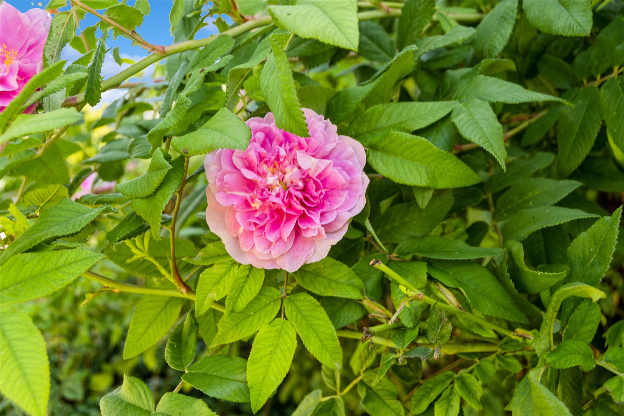 6227 Shiloh Avenue D