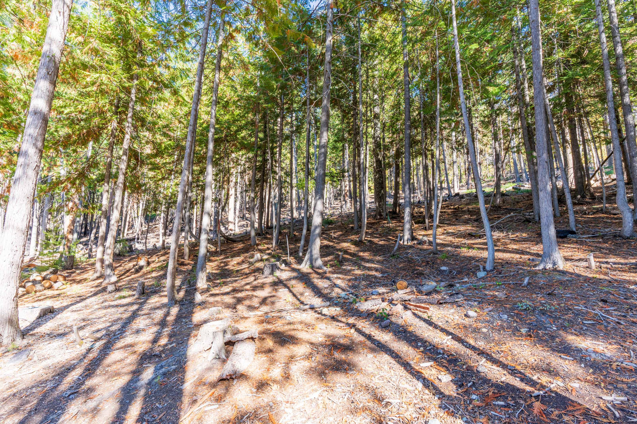 204 Cottonwood Drive