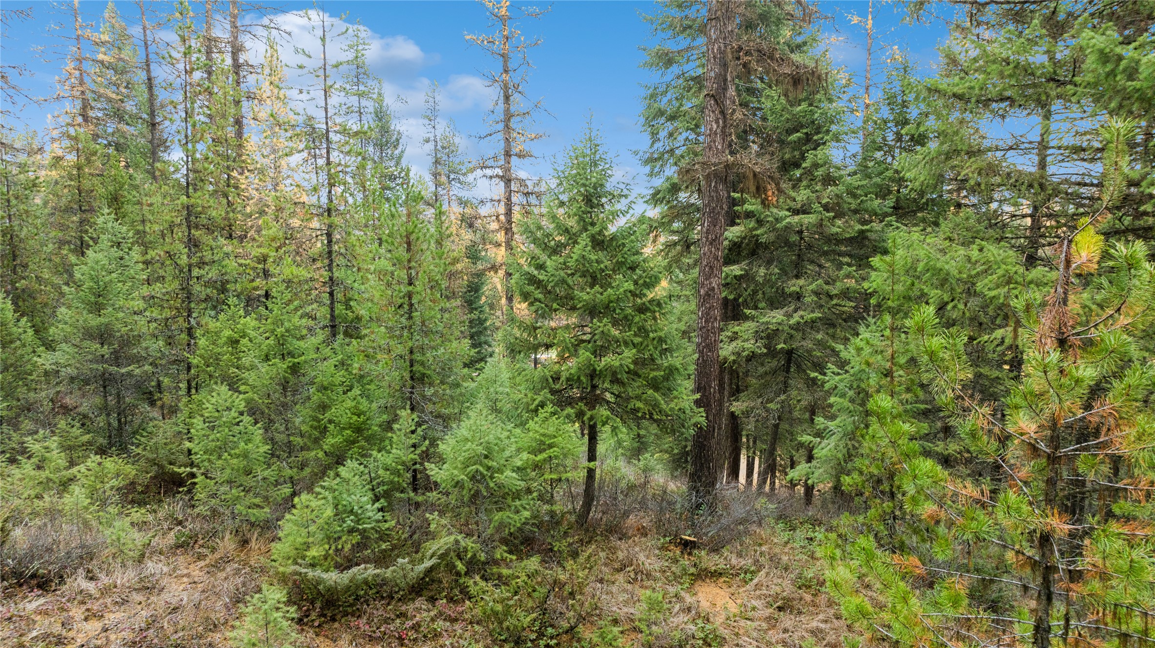 NHN Bootjack Lake Road