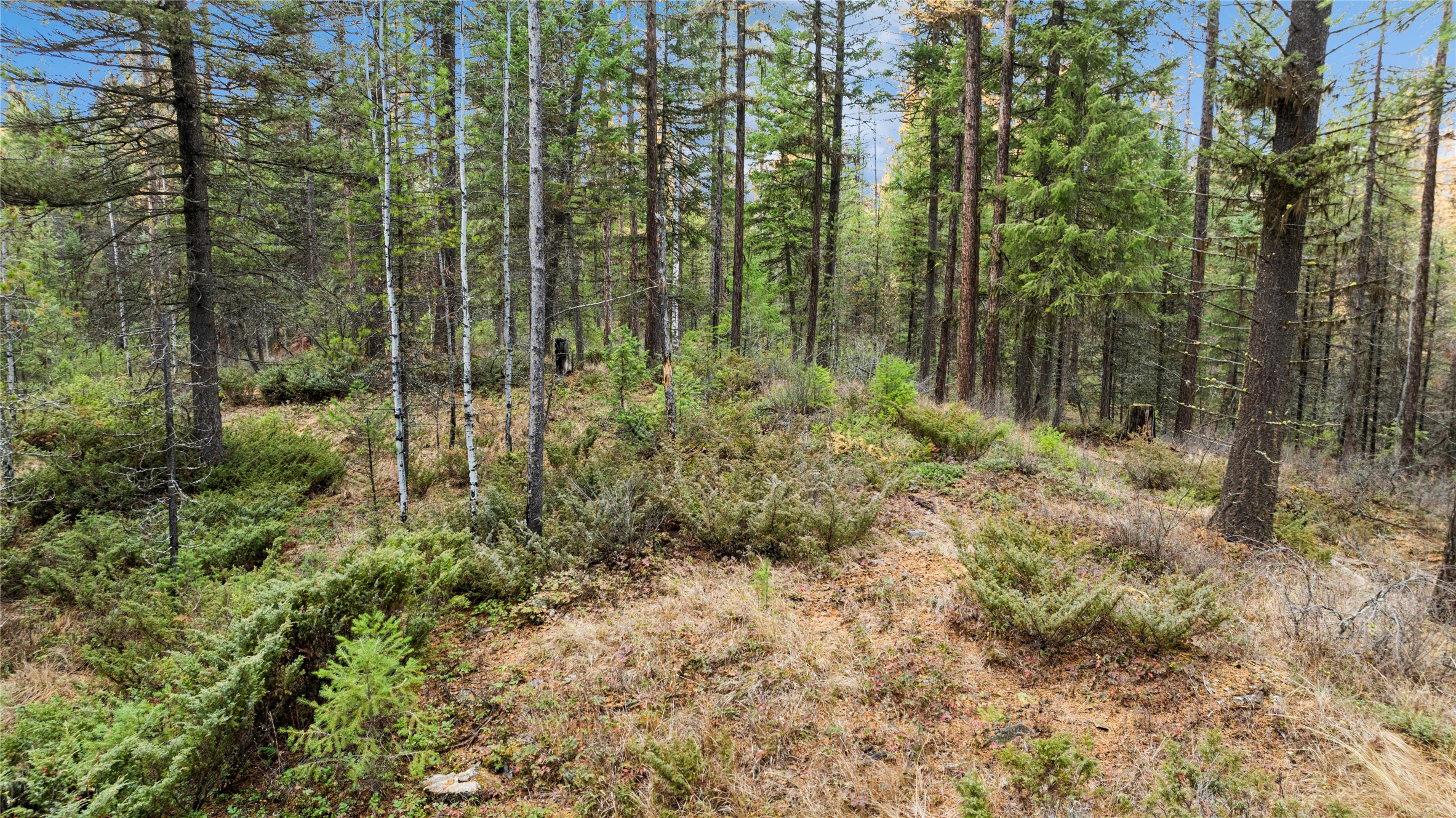 NHN Bootjack Lake Road