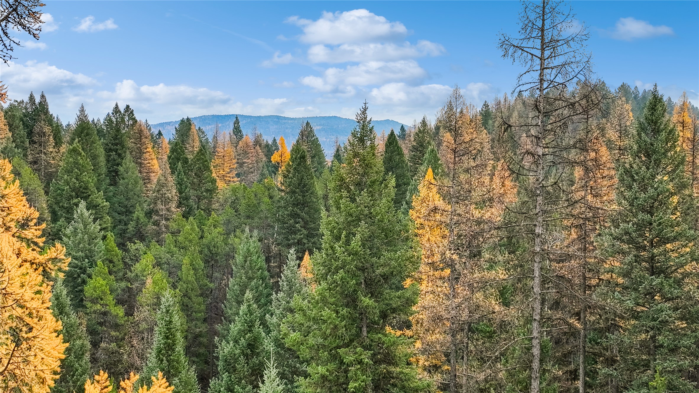 NHN Bootjack Lake Road