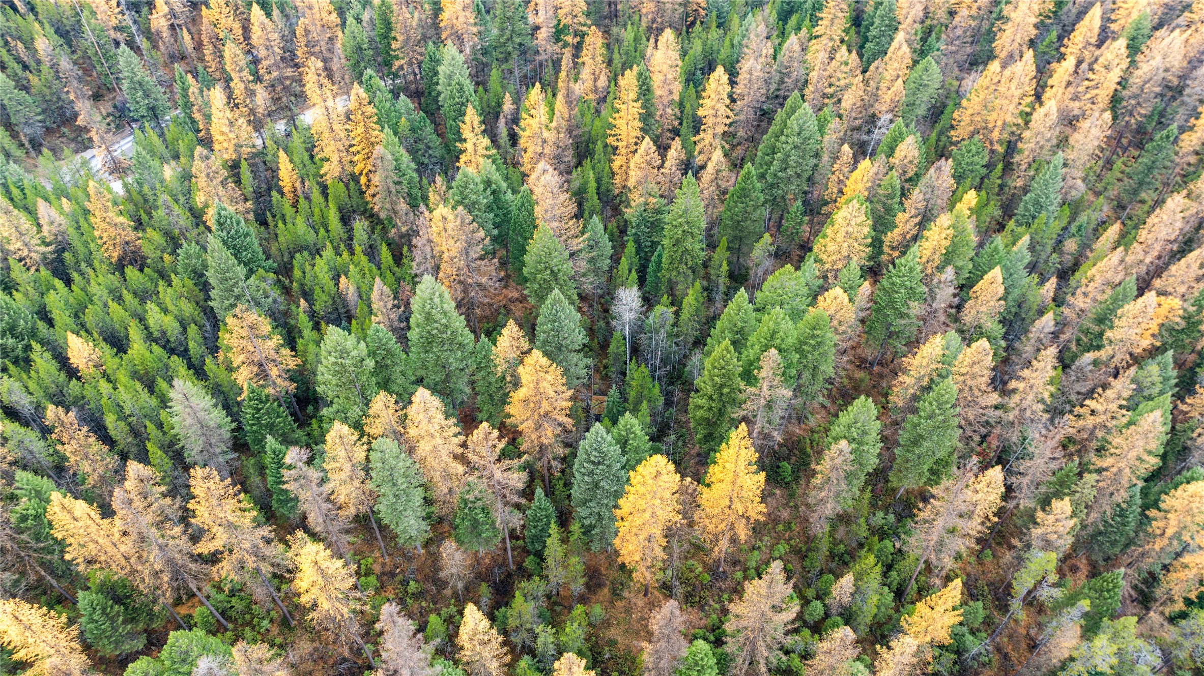 NHN Bootjack Lake Road