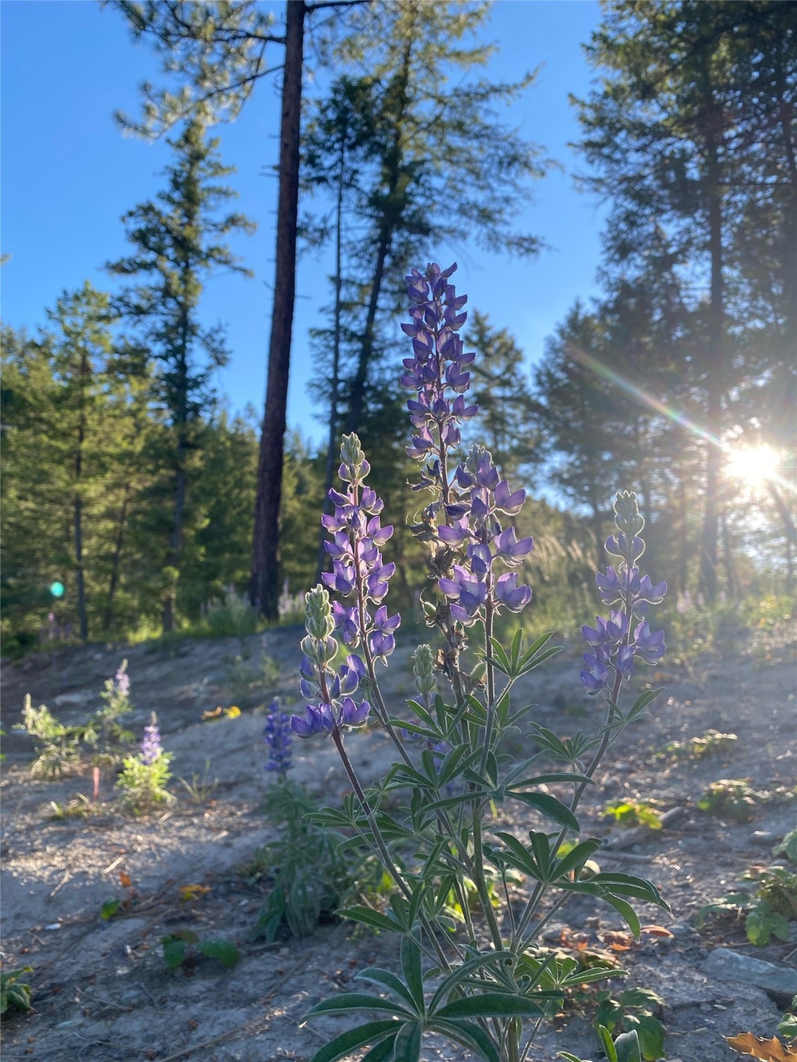 703 Tobacco Valley View Road