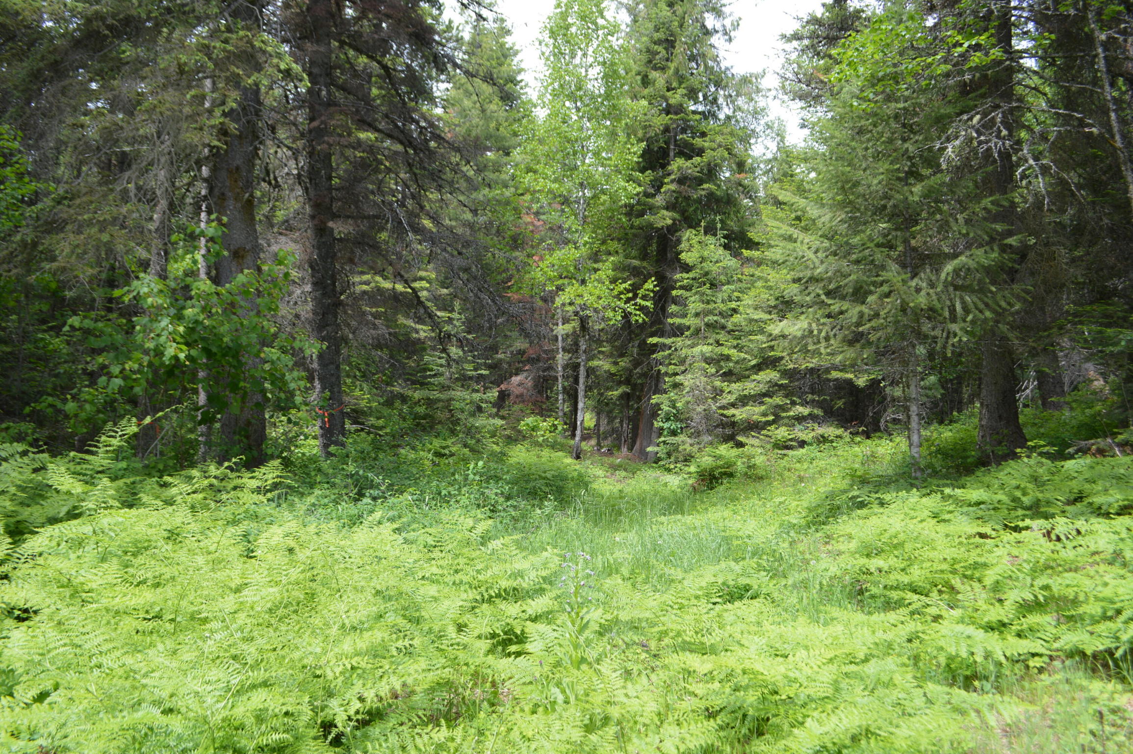 635 Kaeding Creek Road