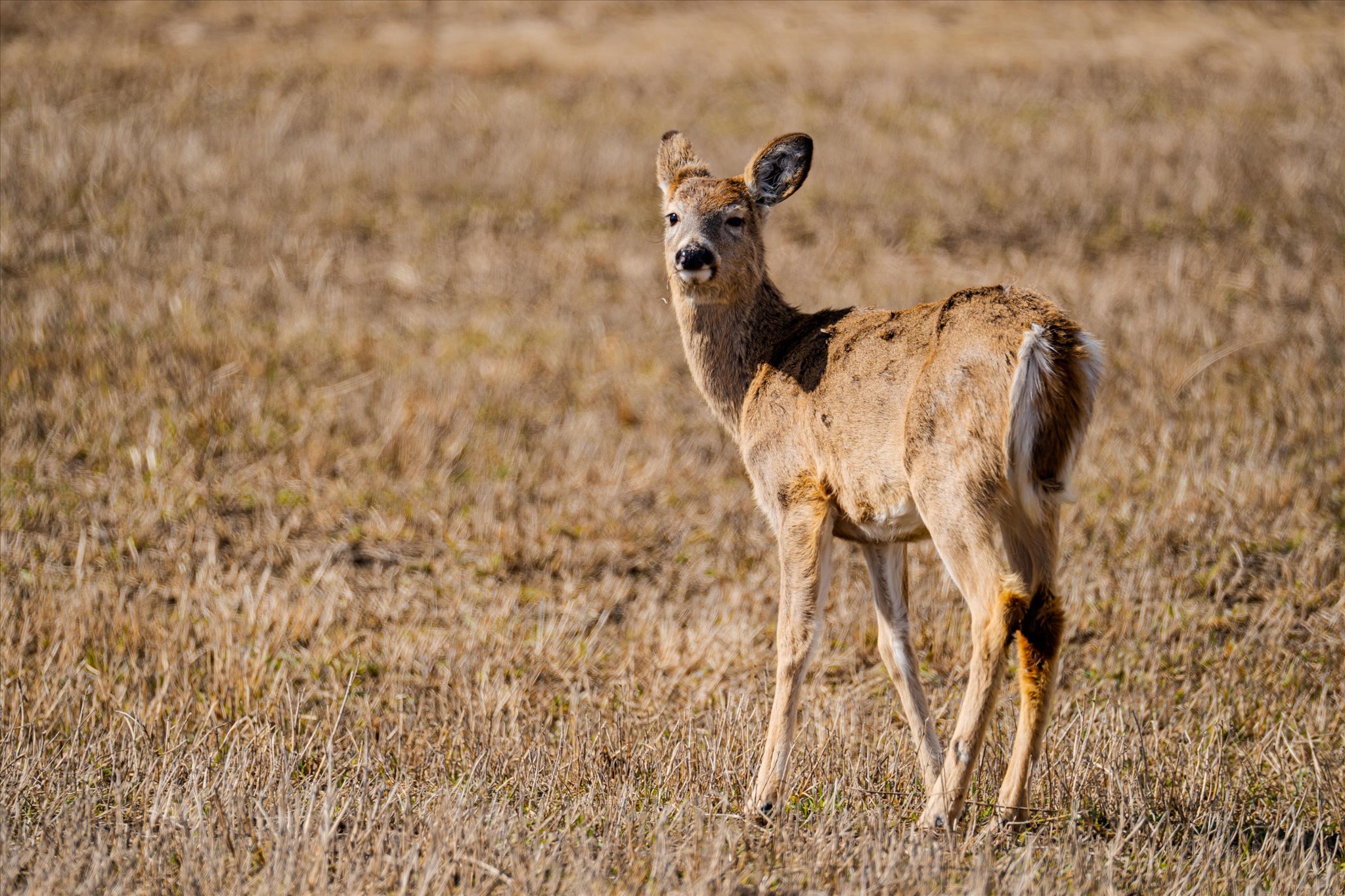 1233 Spring Prairie Ranch Road